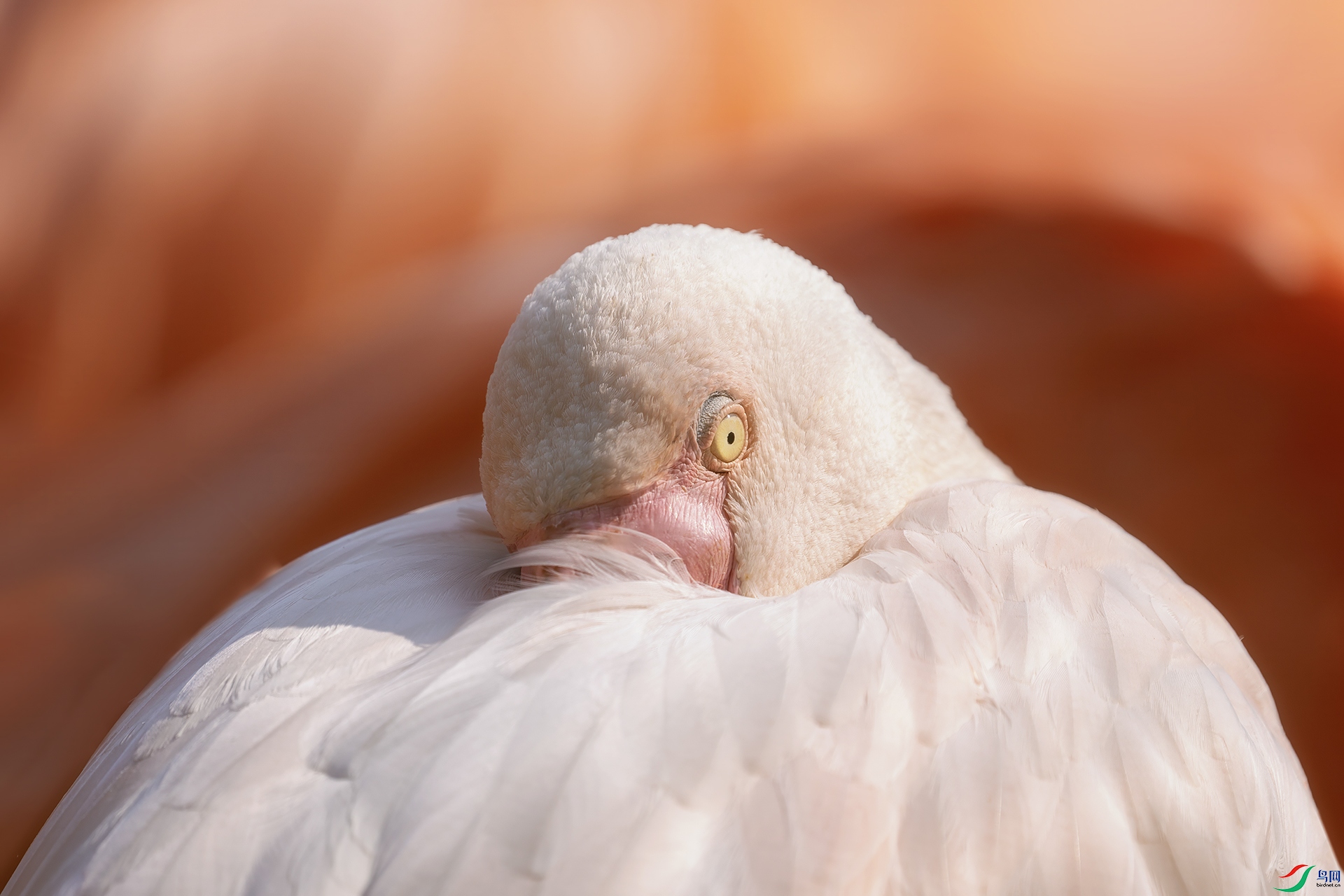 DSC06770 ����.jpg