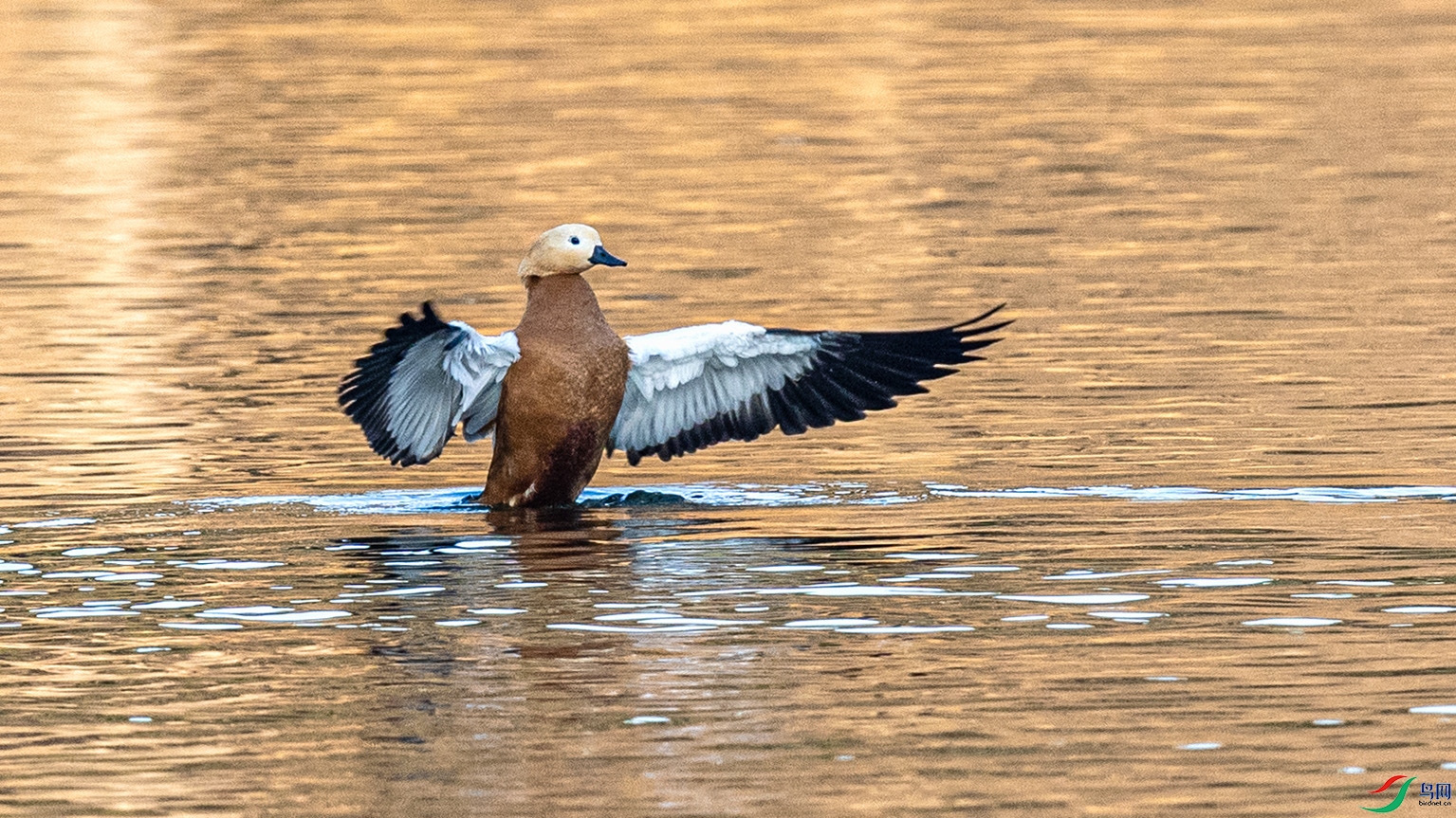 _90I9550 ���� 2.jpg