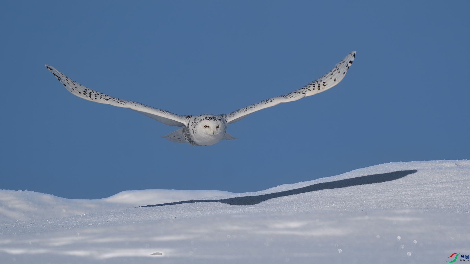 DSC05988 ����.jpg