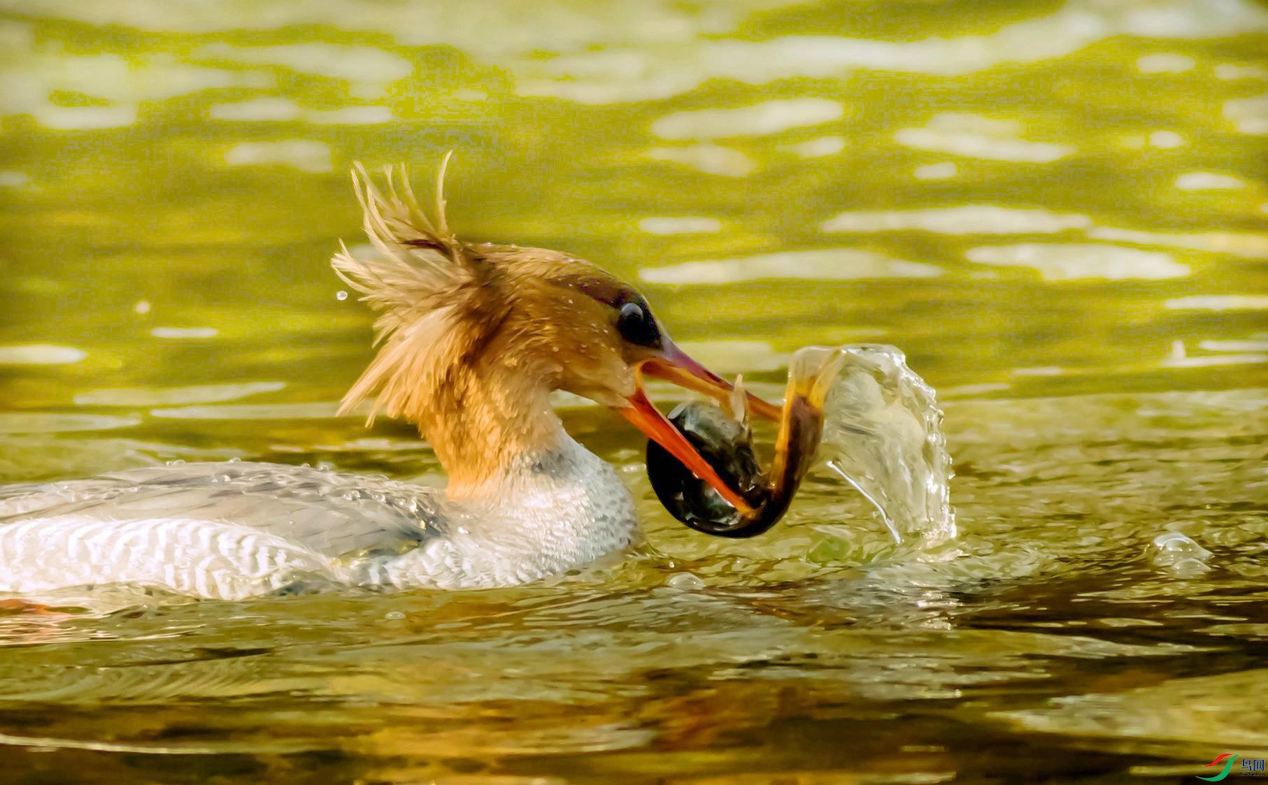 0T6A6872_����.jpg