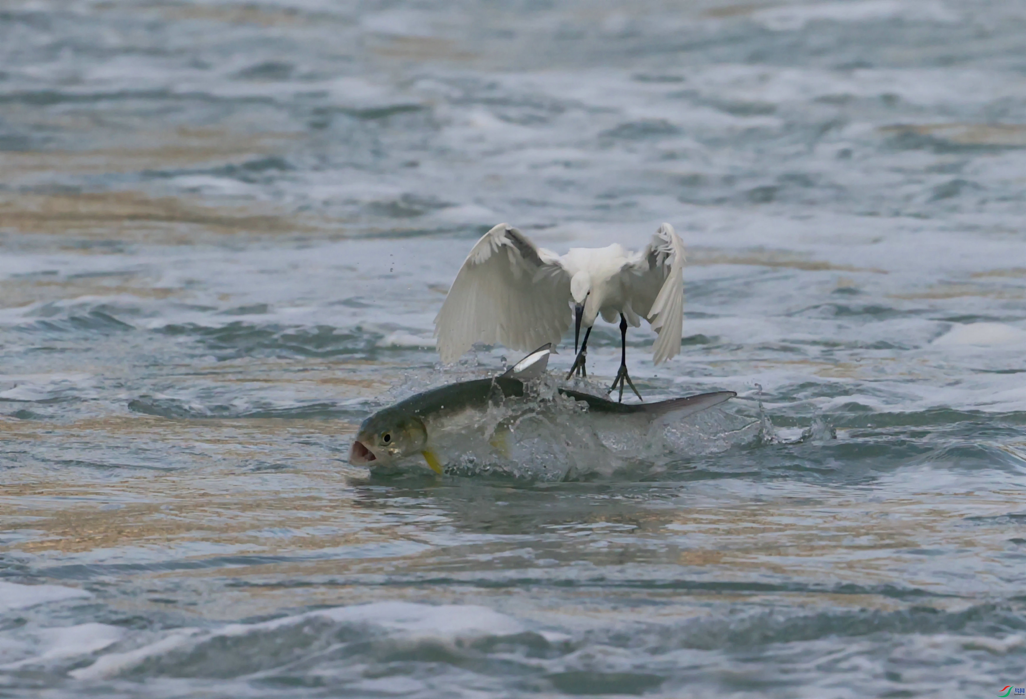 ���ز��� 2021-07-���Źo�Y�� 2I4055.JPG