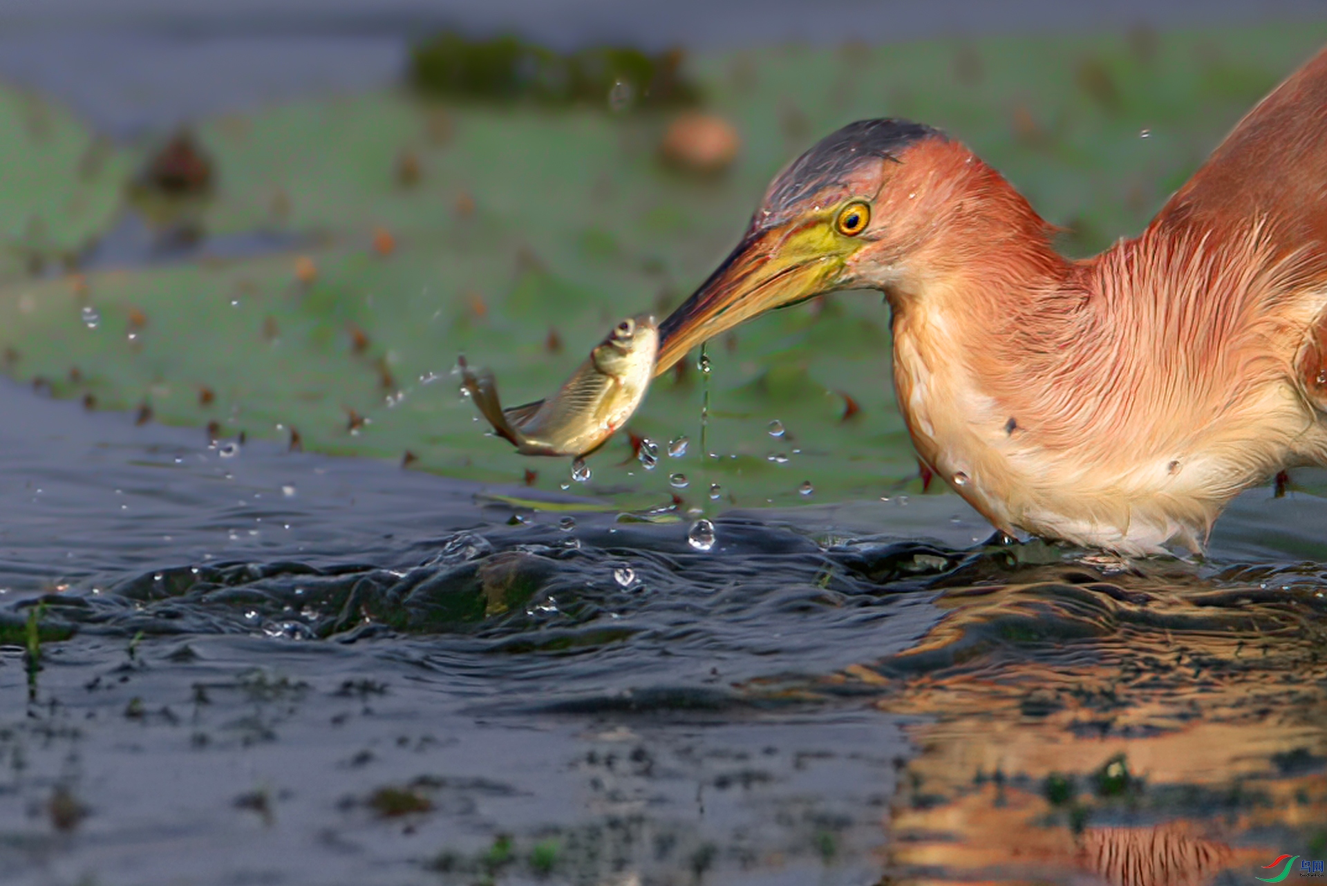 _S7I7085-Sh----3 .jpg