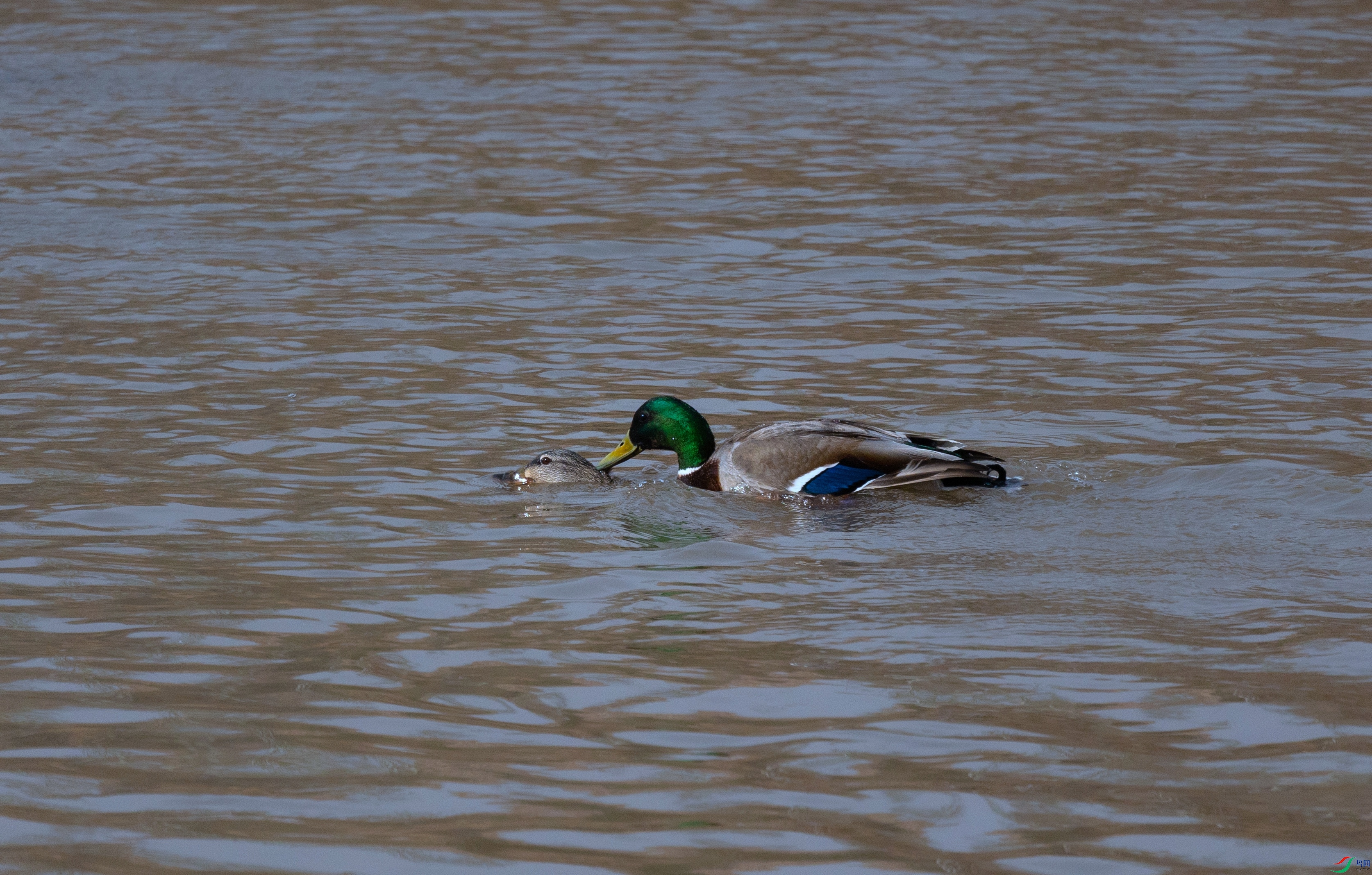 381A9472 - ����.jpg