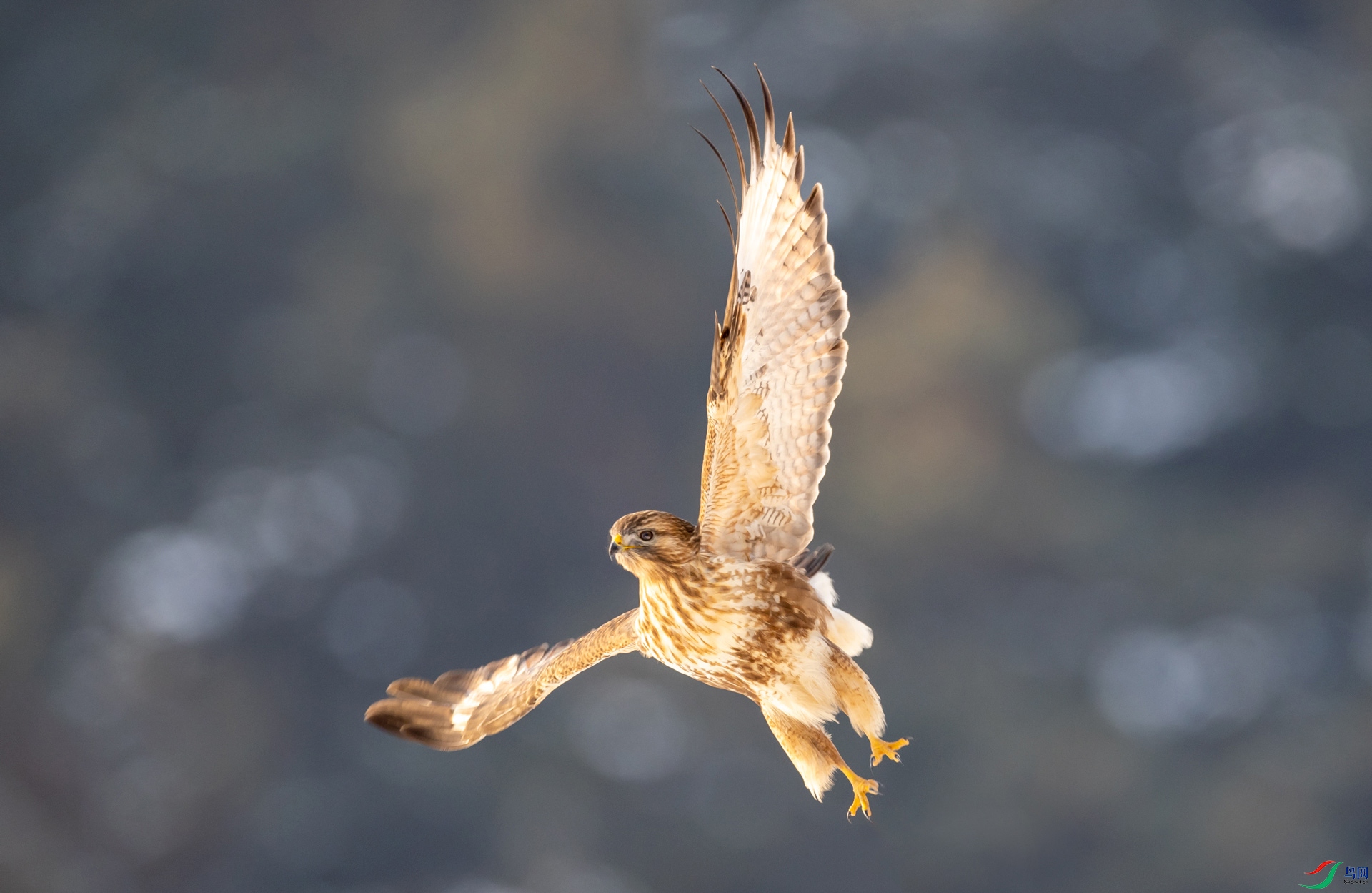 ��ӯ������