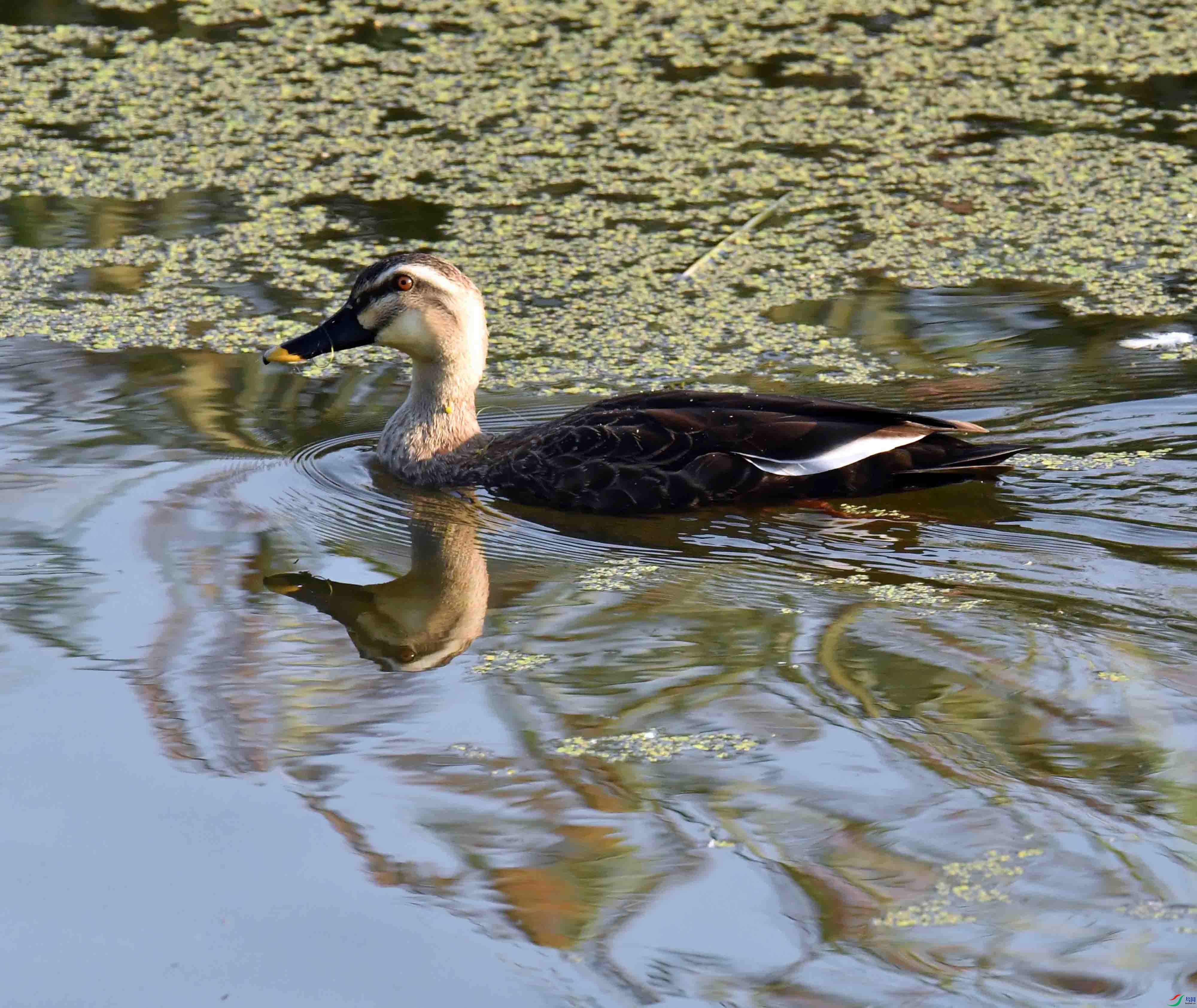 DSC_5010.JPG