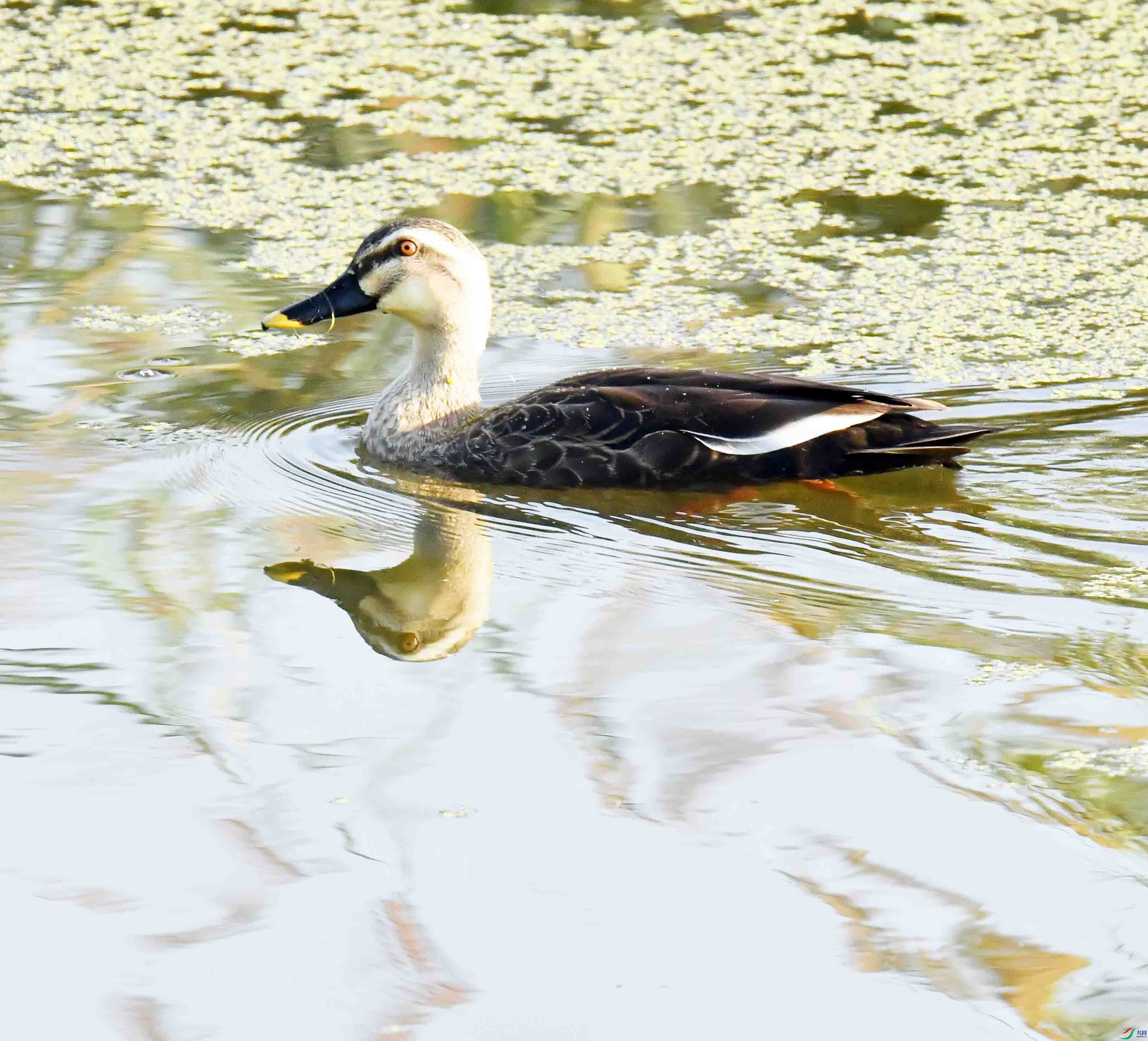 DSC_5011.JPG