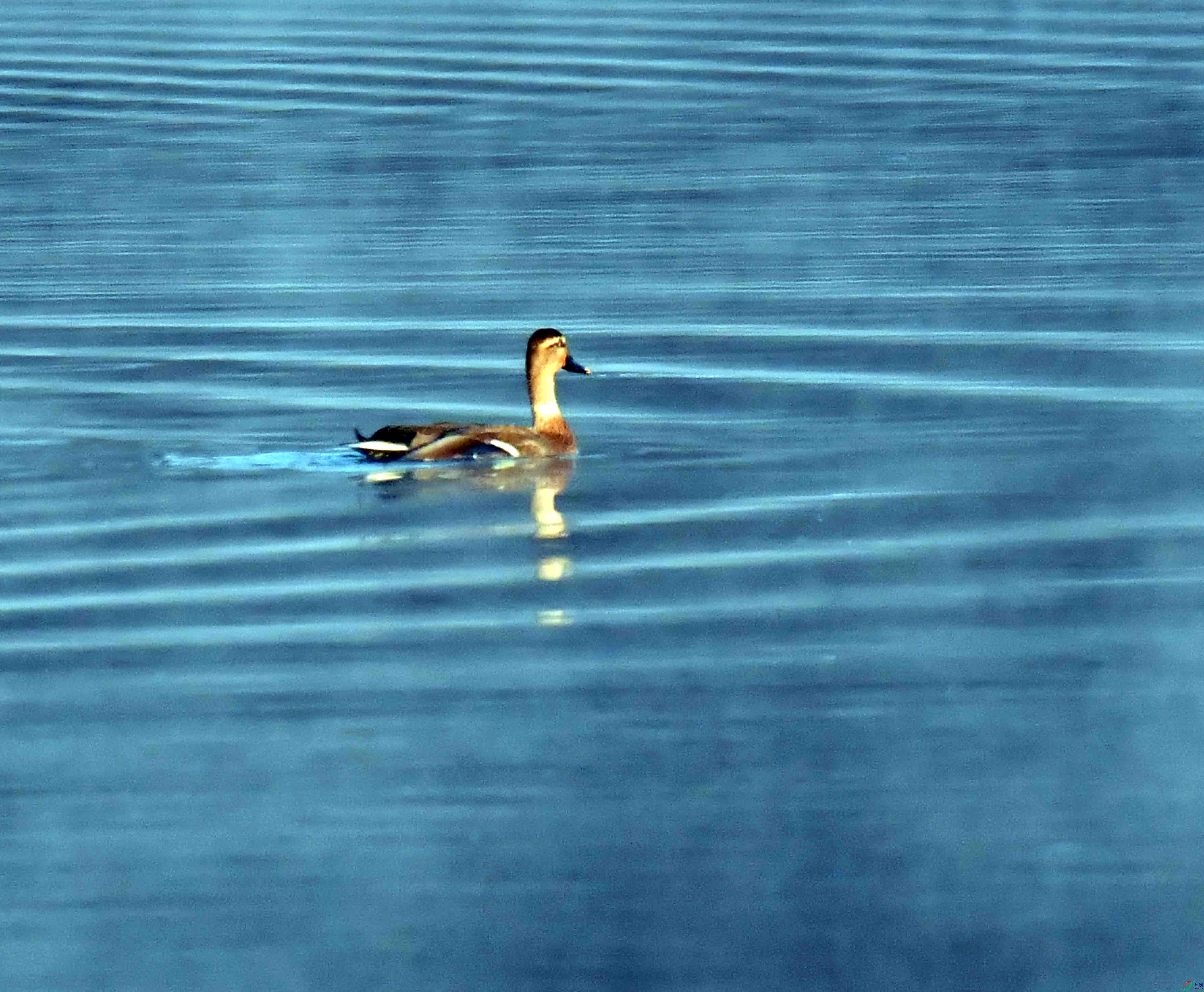 DSC_7415.JPG