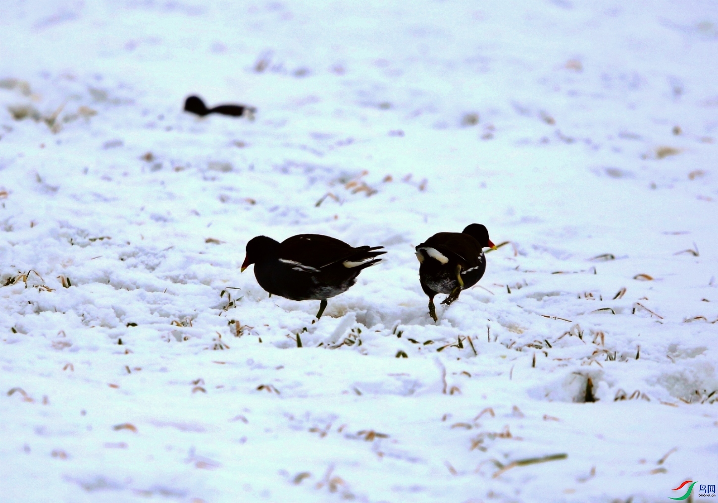PicsArt_12-31-01.09.58.jpg