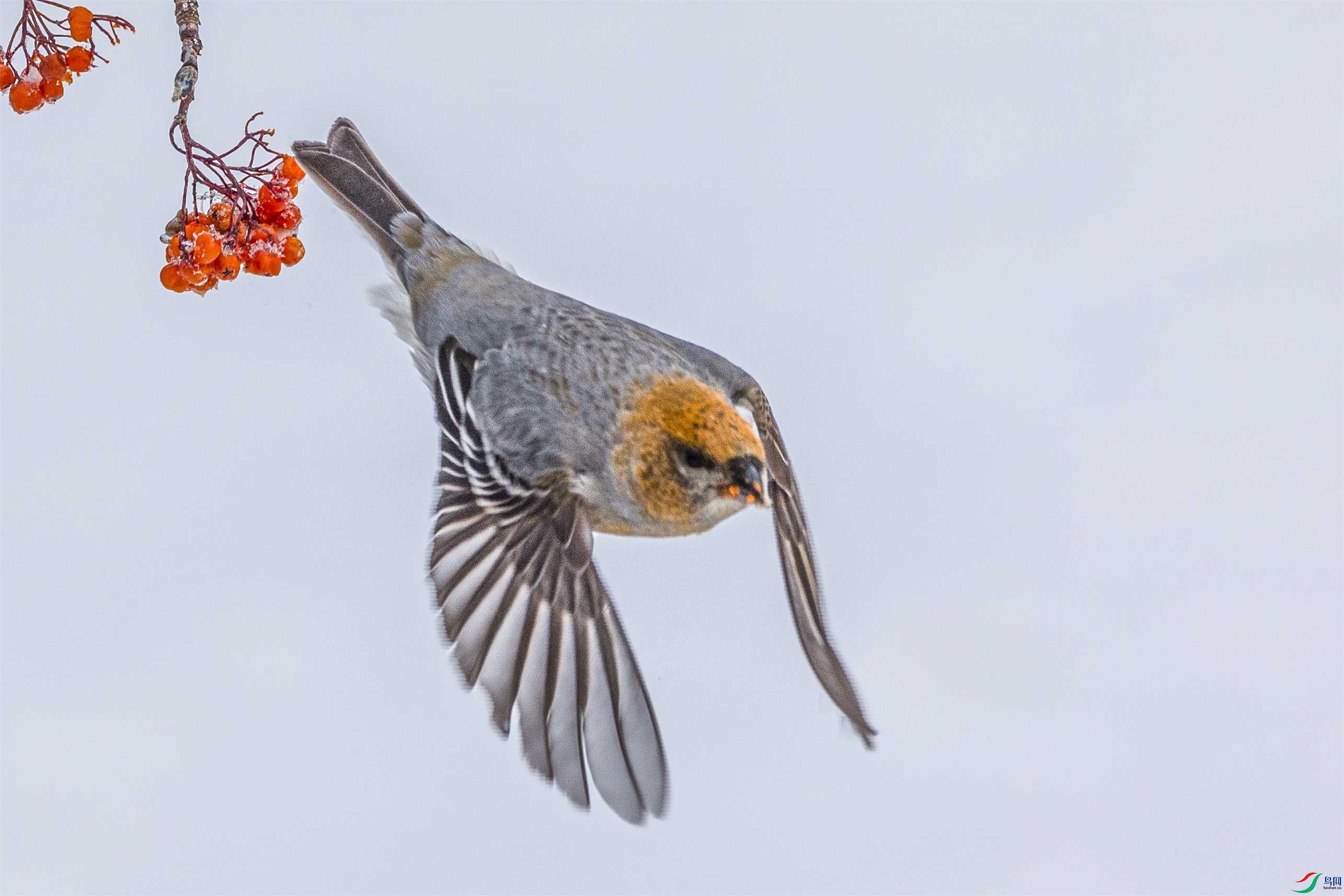 1K3A9203 ����1.jpg