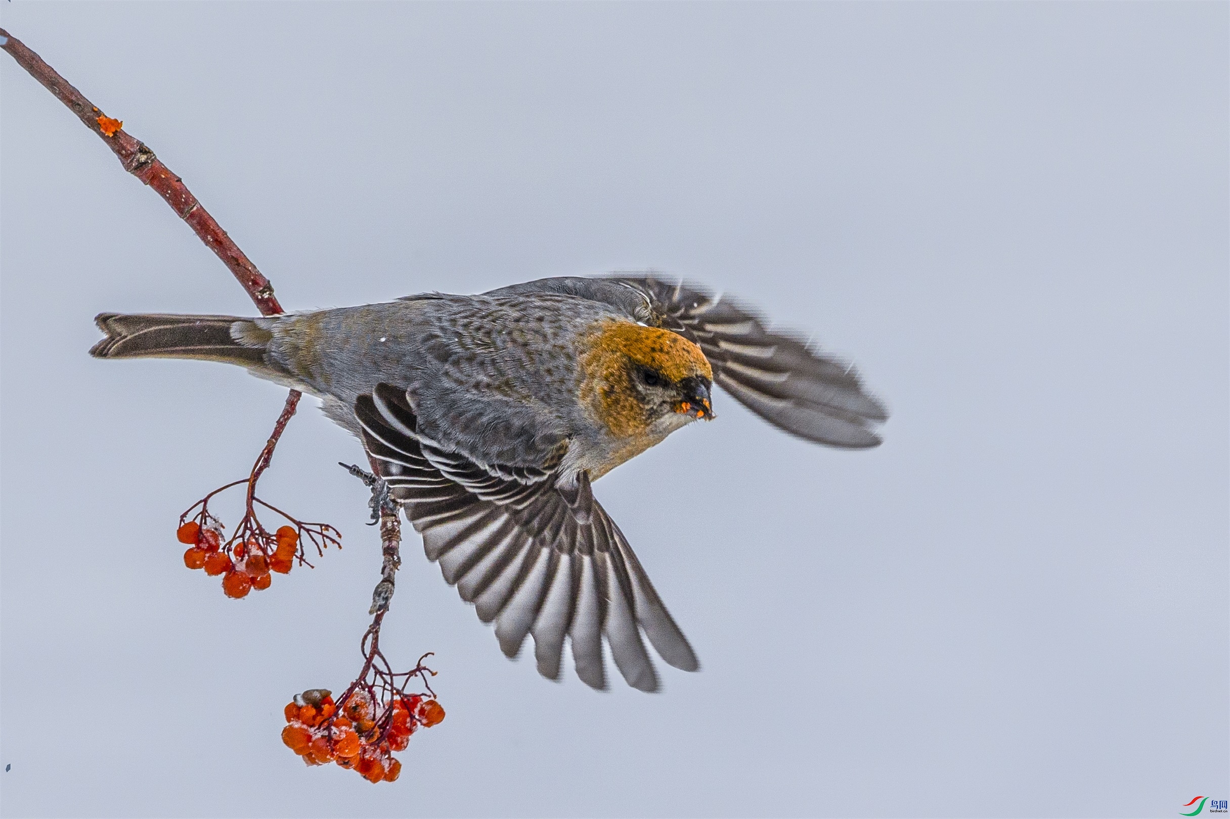 1K3A9201 ����1.jpg