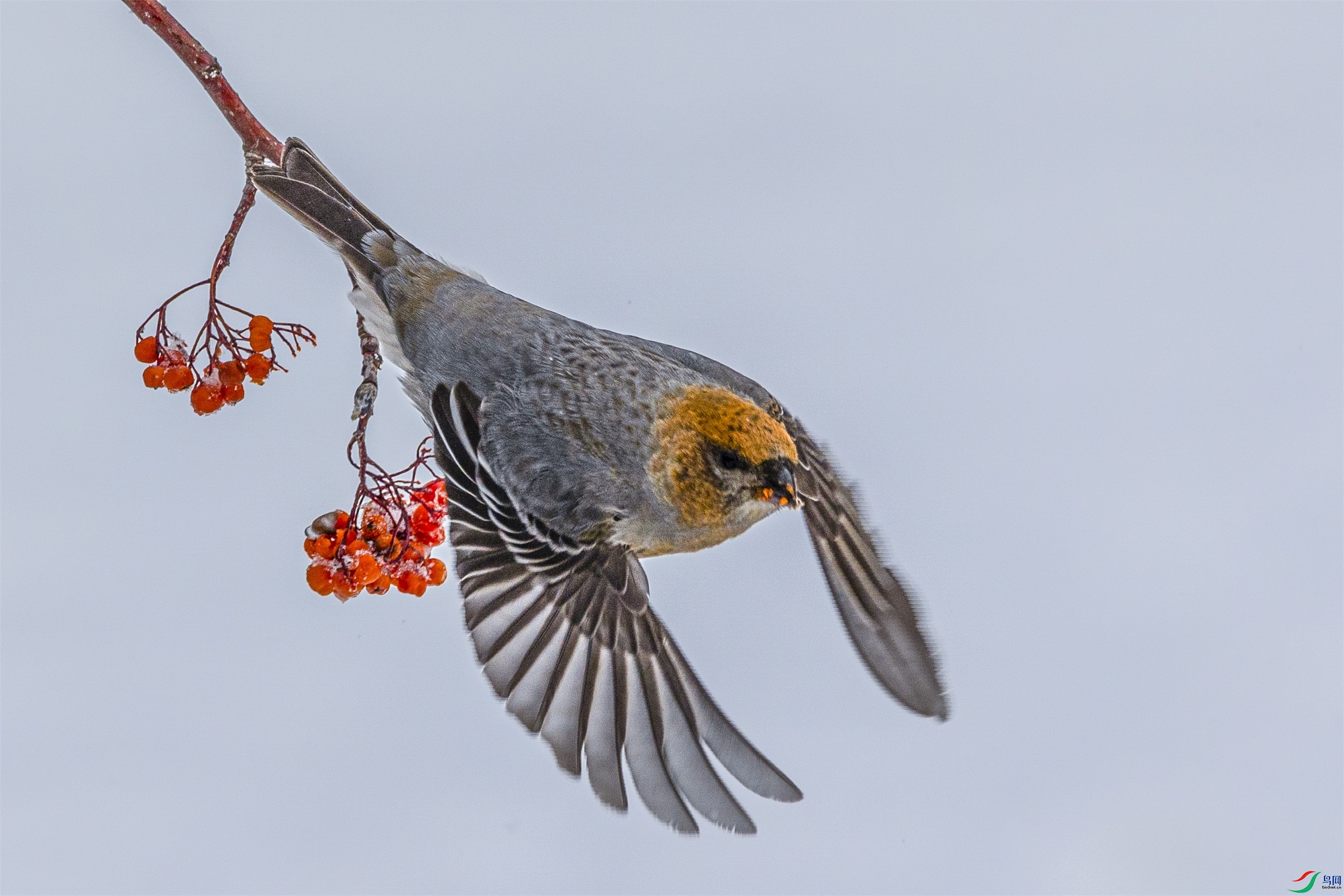 1K3A9202 ����1.jpg