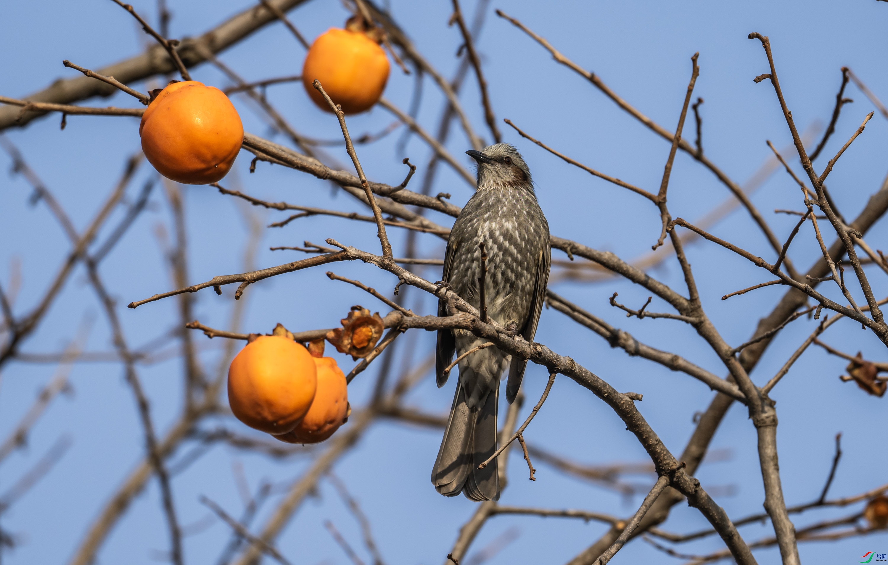 �����̽���