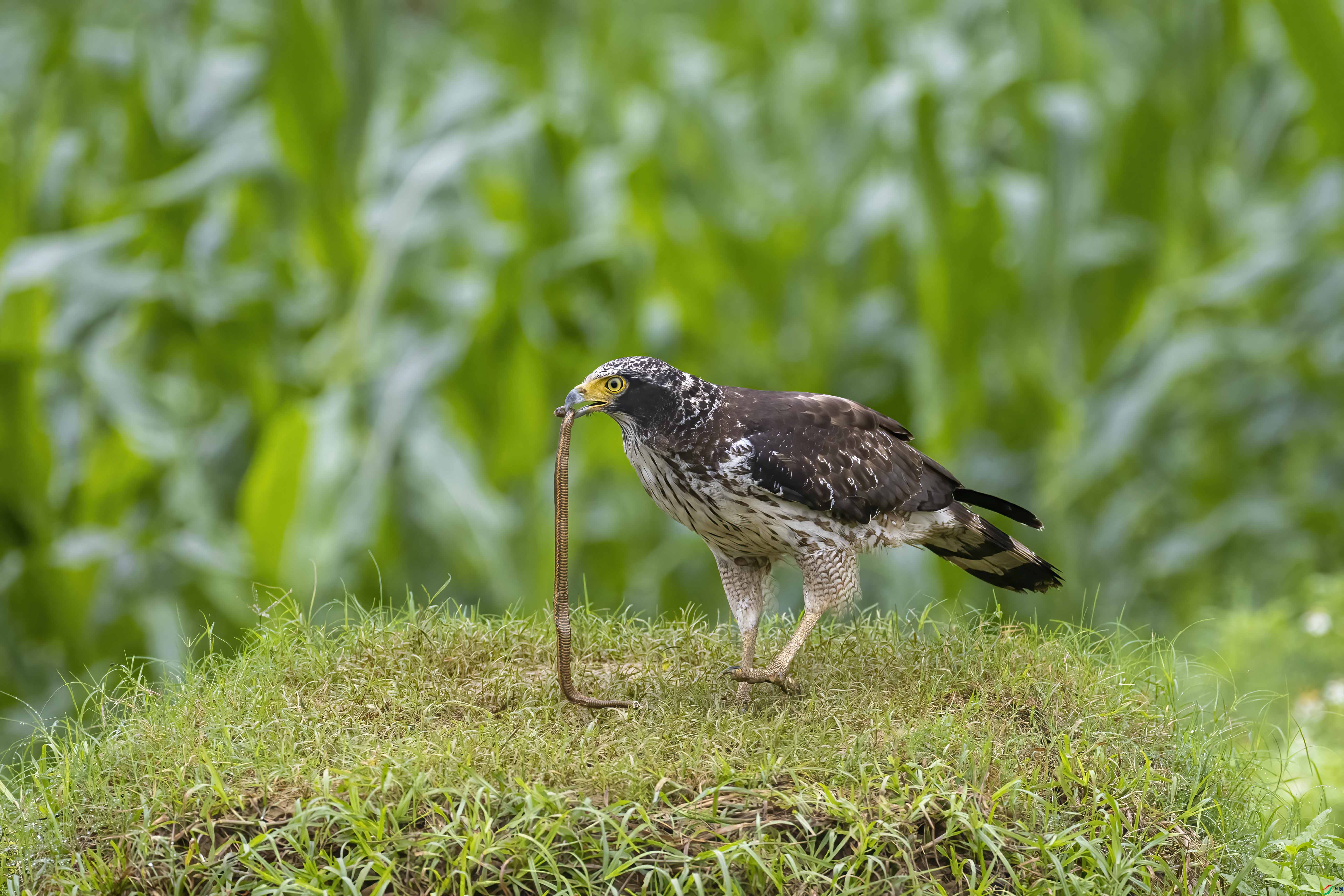 _MG_2777.jpg