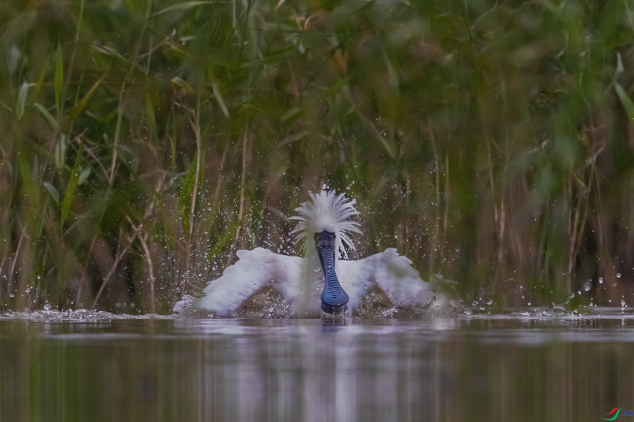 BP1I2648-�༭ ����.jpg