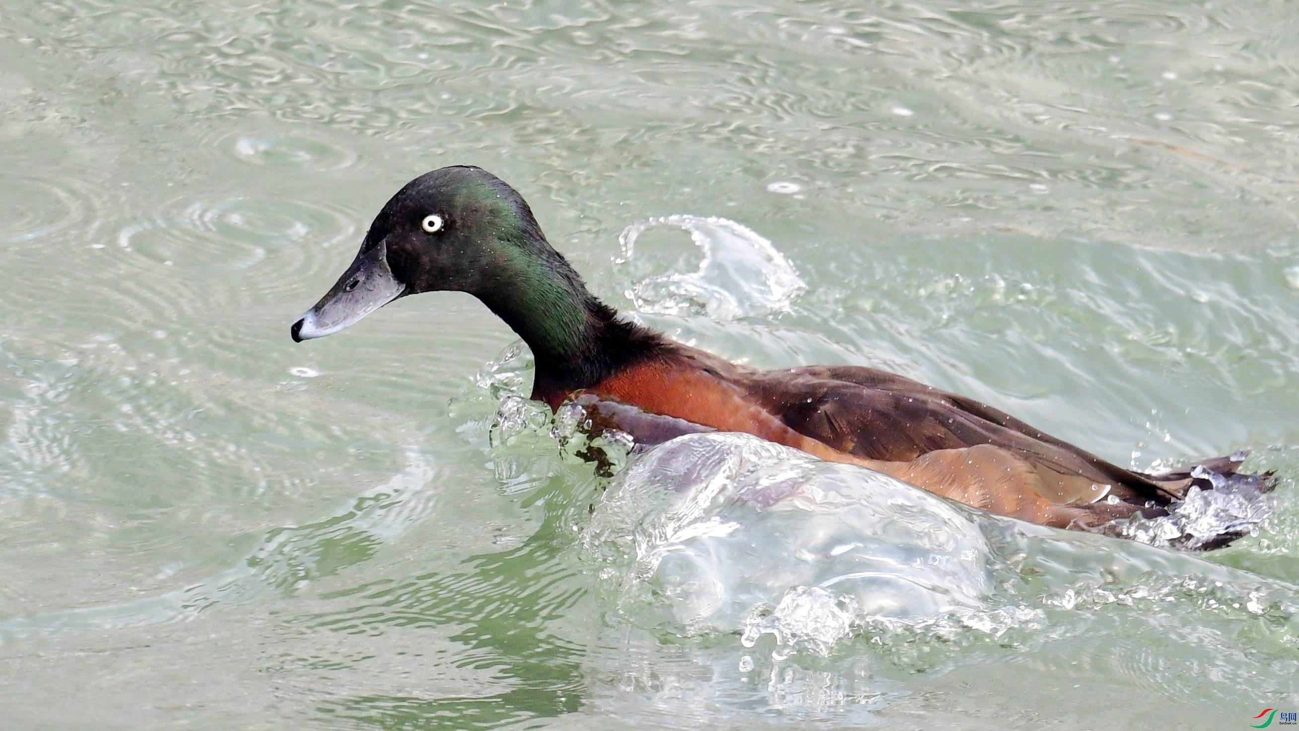 DSC_9931_conew2.jpg