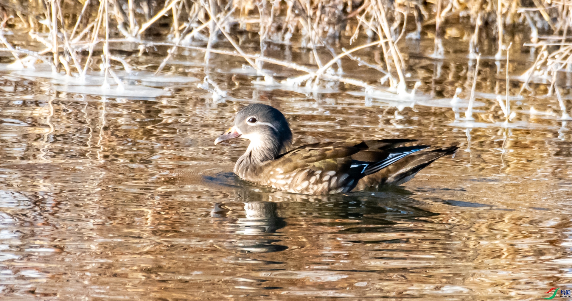 DSC_7349.jpg