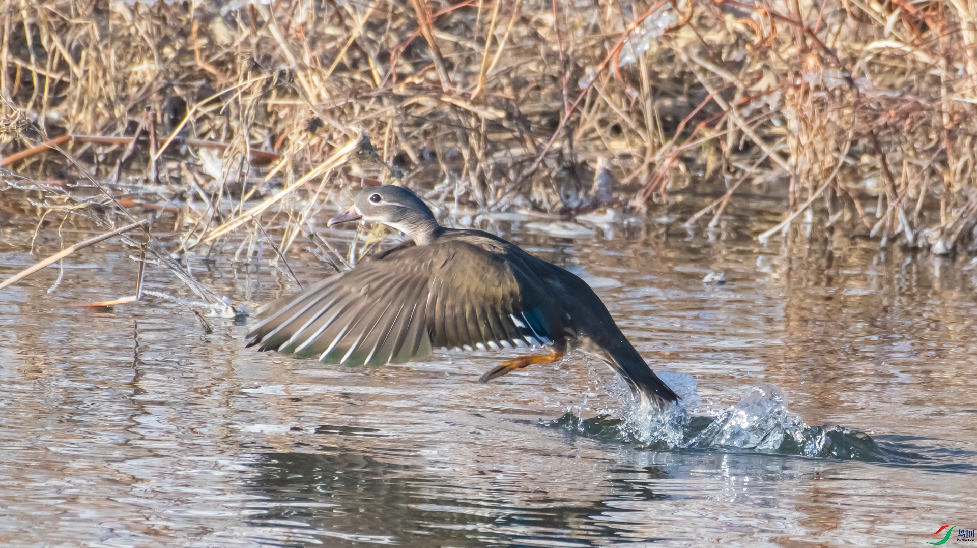 DSC_7366.jpg