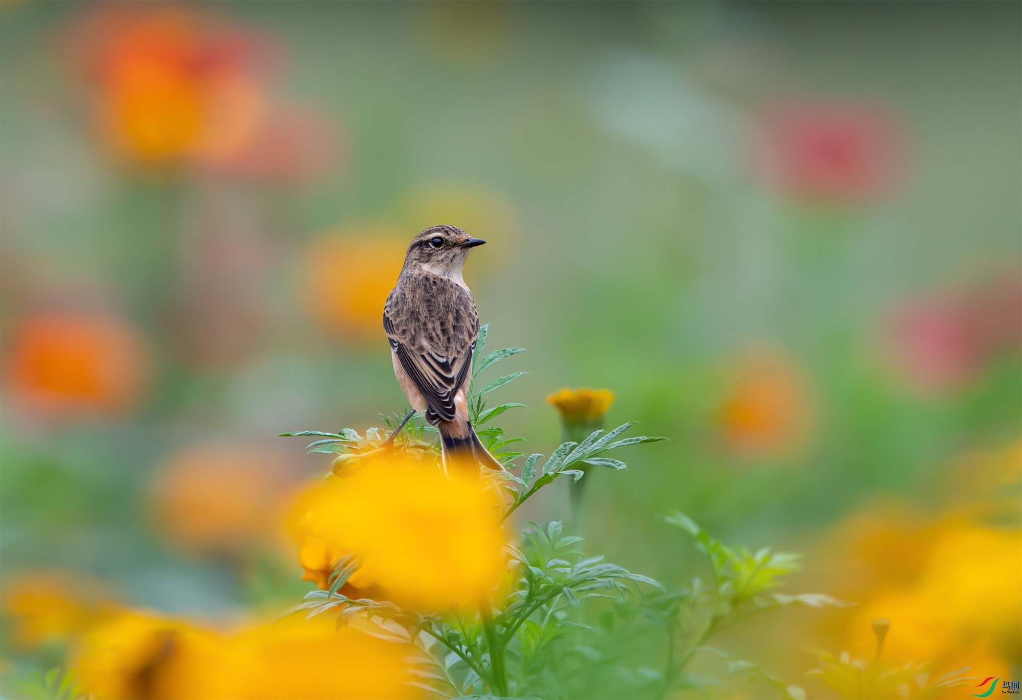 DSC_3411-2.jpg