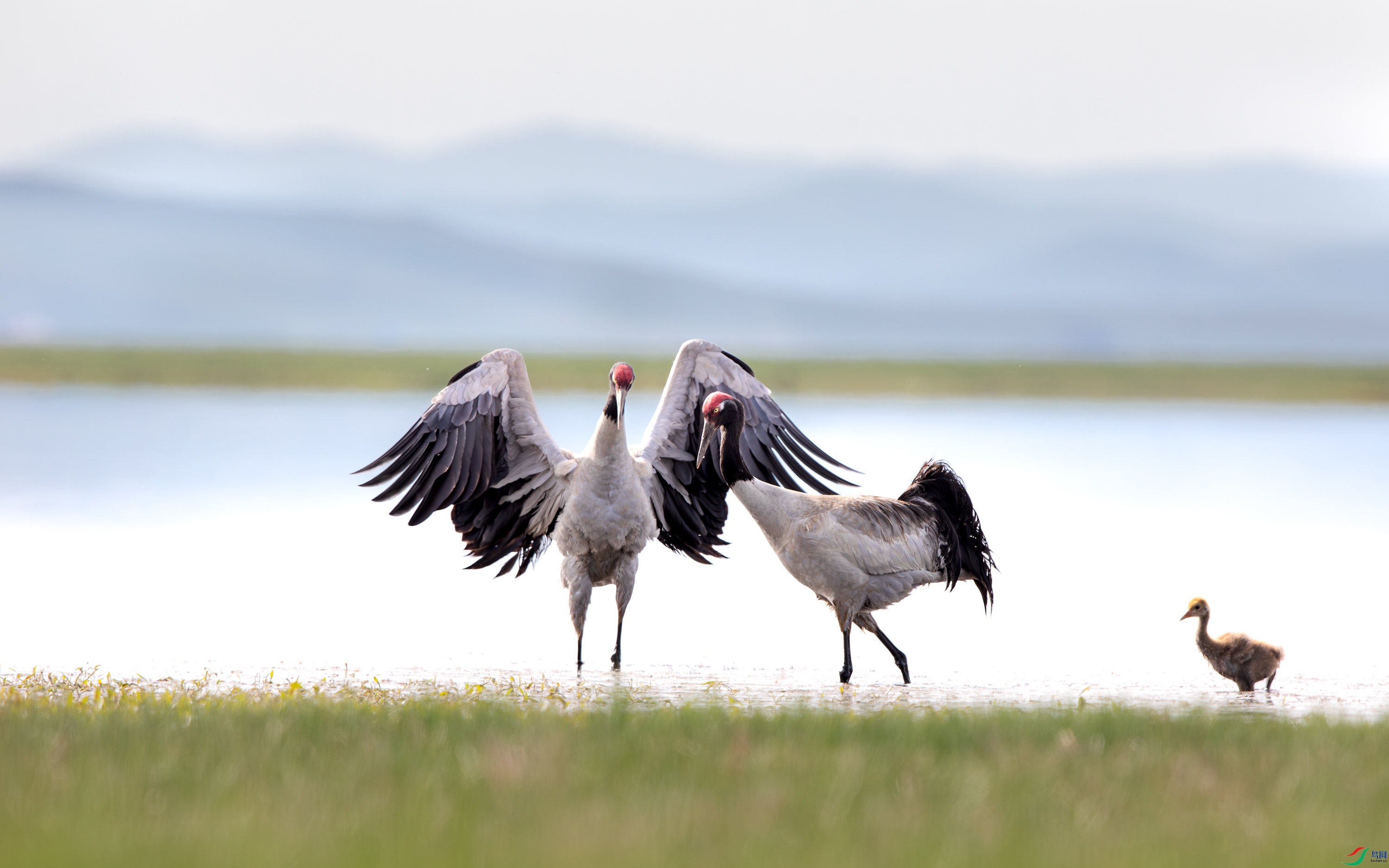 3S5A6802-1NR ����.jpg