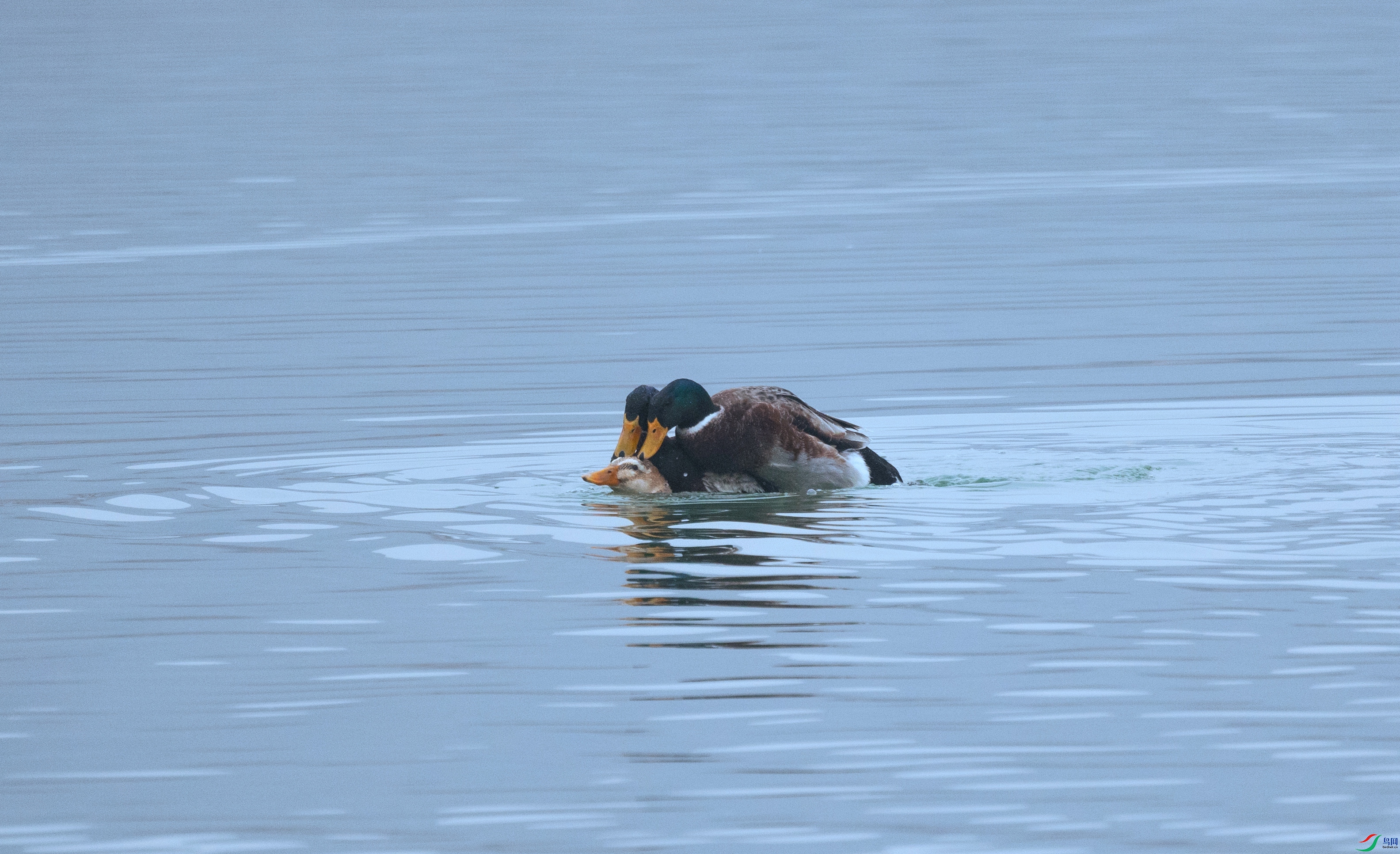 381A9110 - ����.jpg