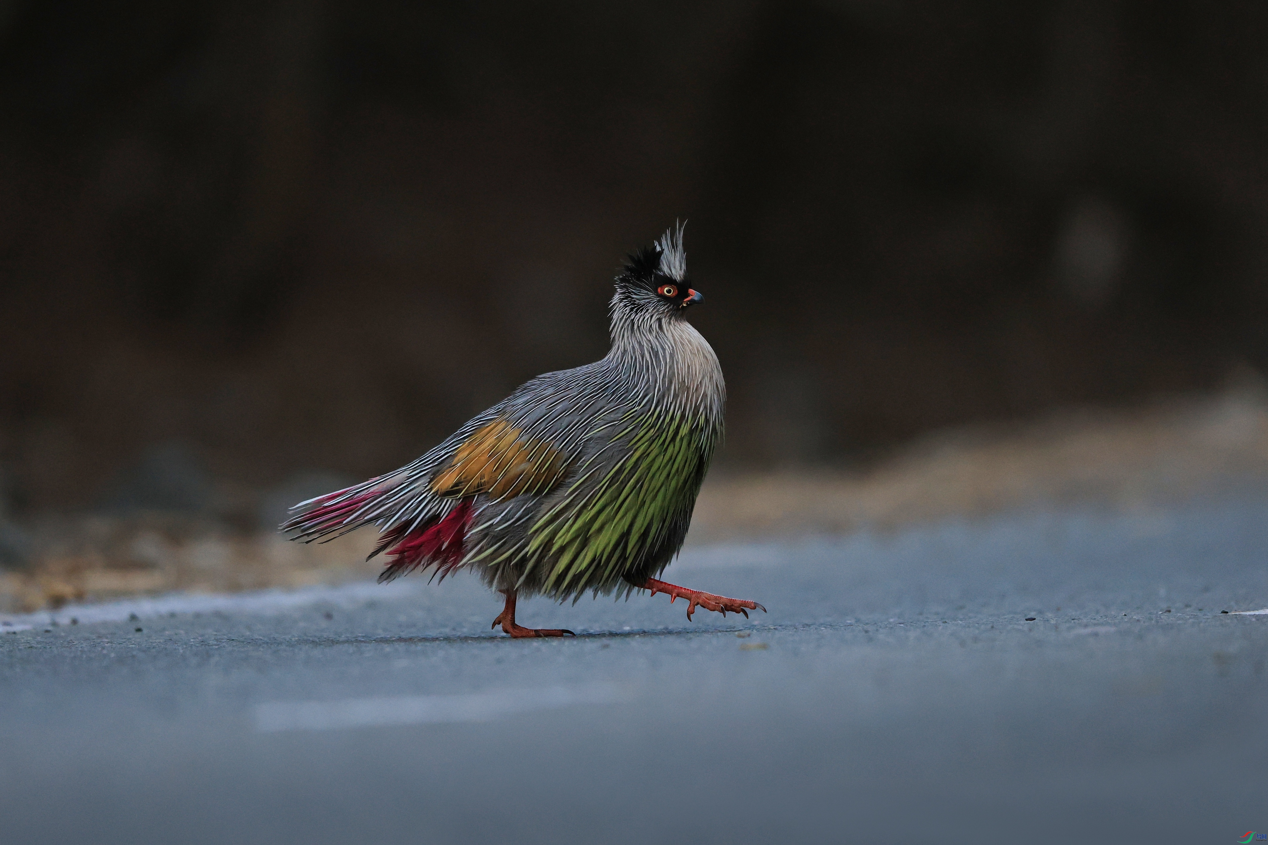 7X5A3091 - ����.JPG