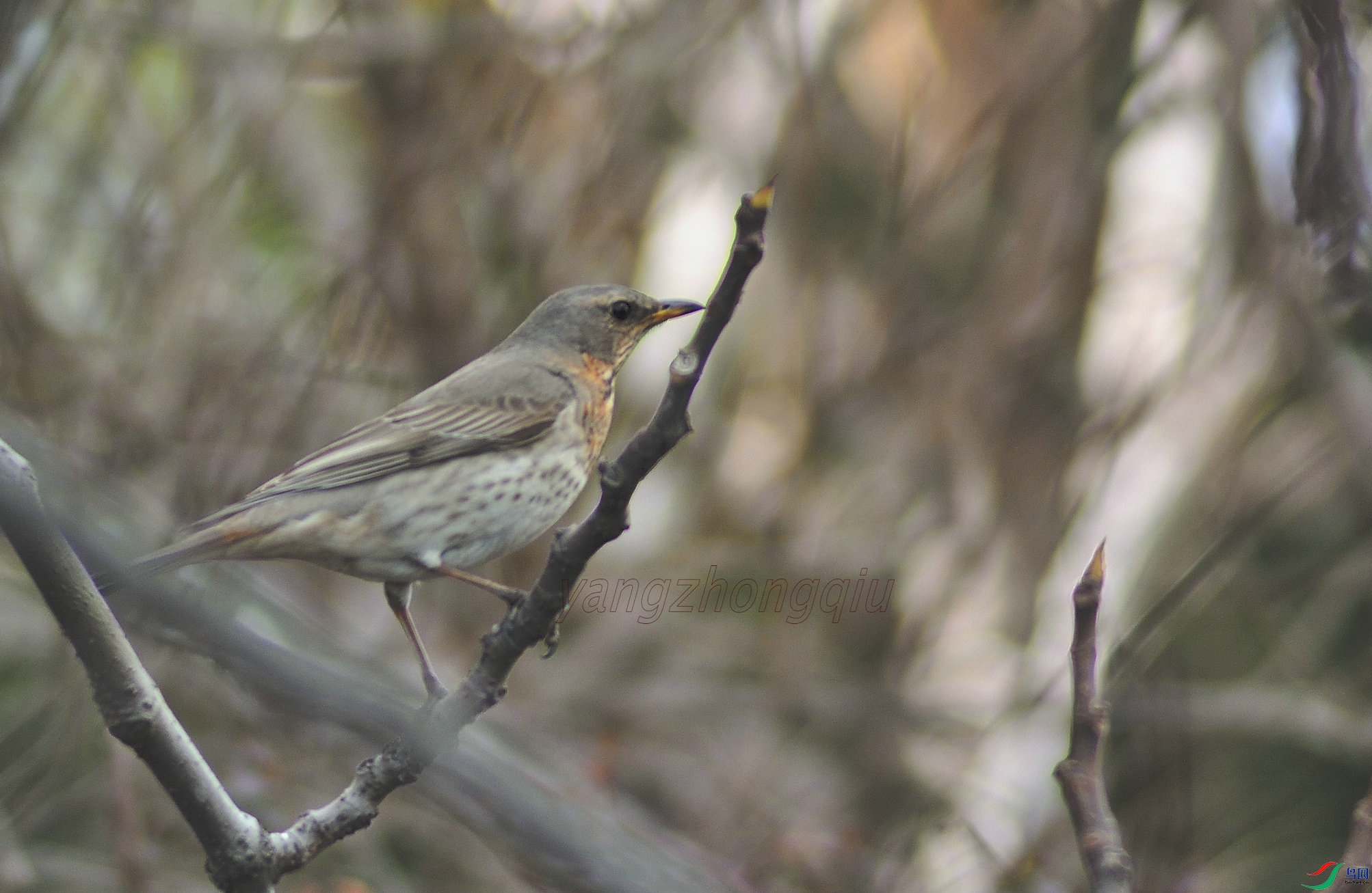 13 �ྱ�DSC_2865_130_����.JPG