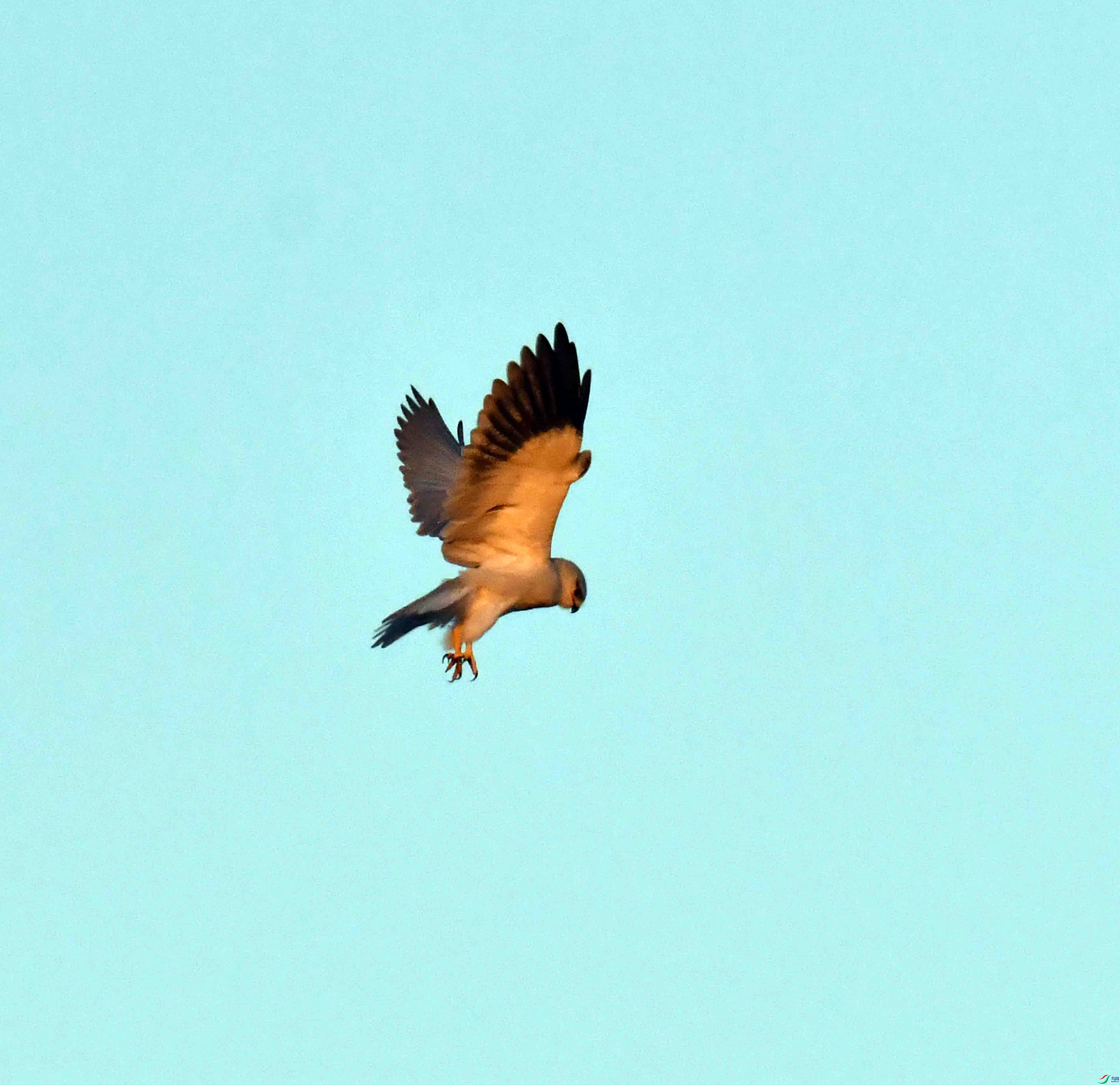 DSC_1727.JPG