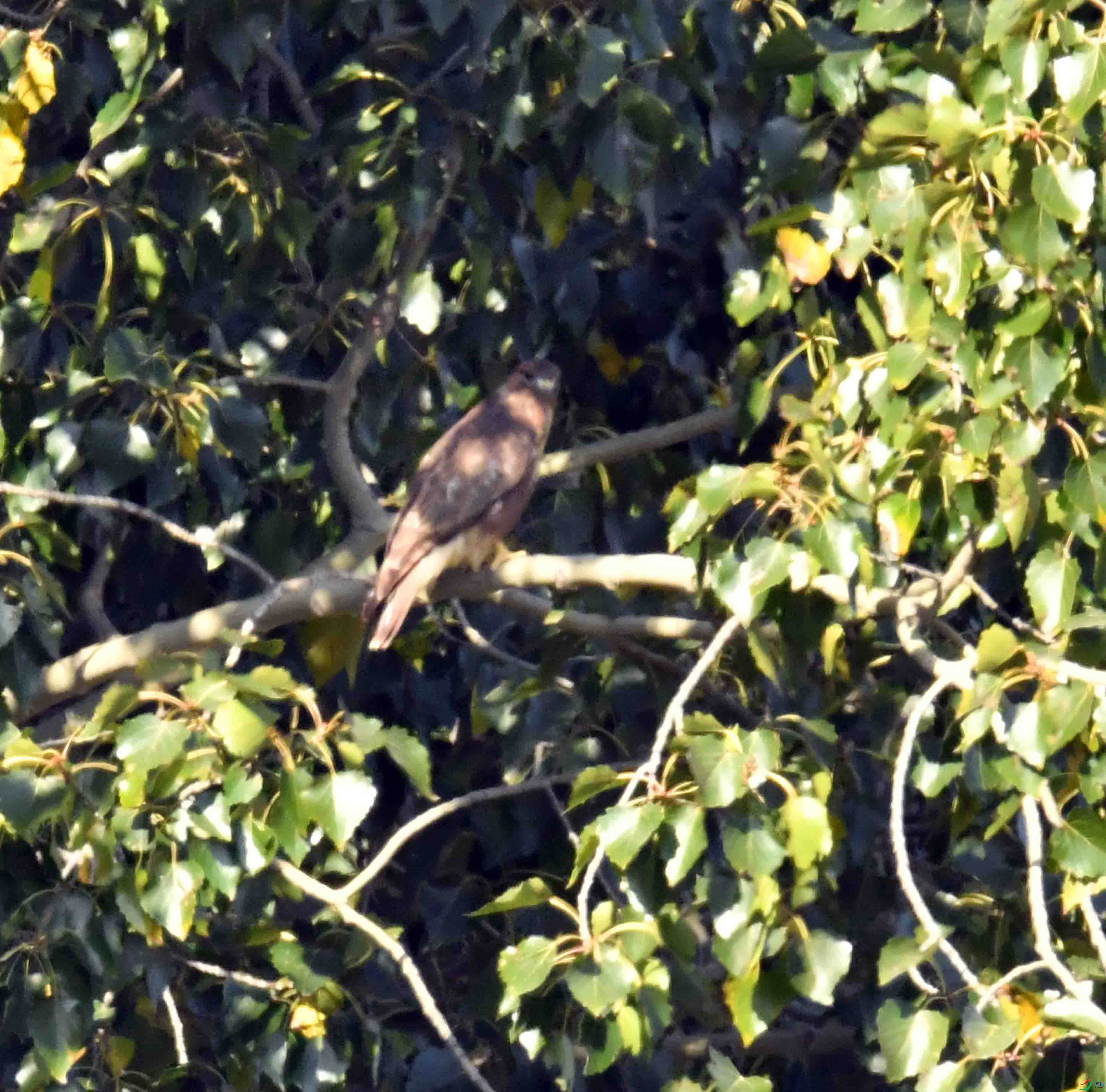 DSC_0500.JPG