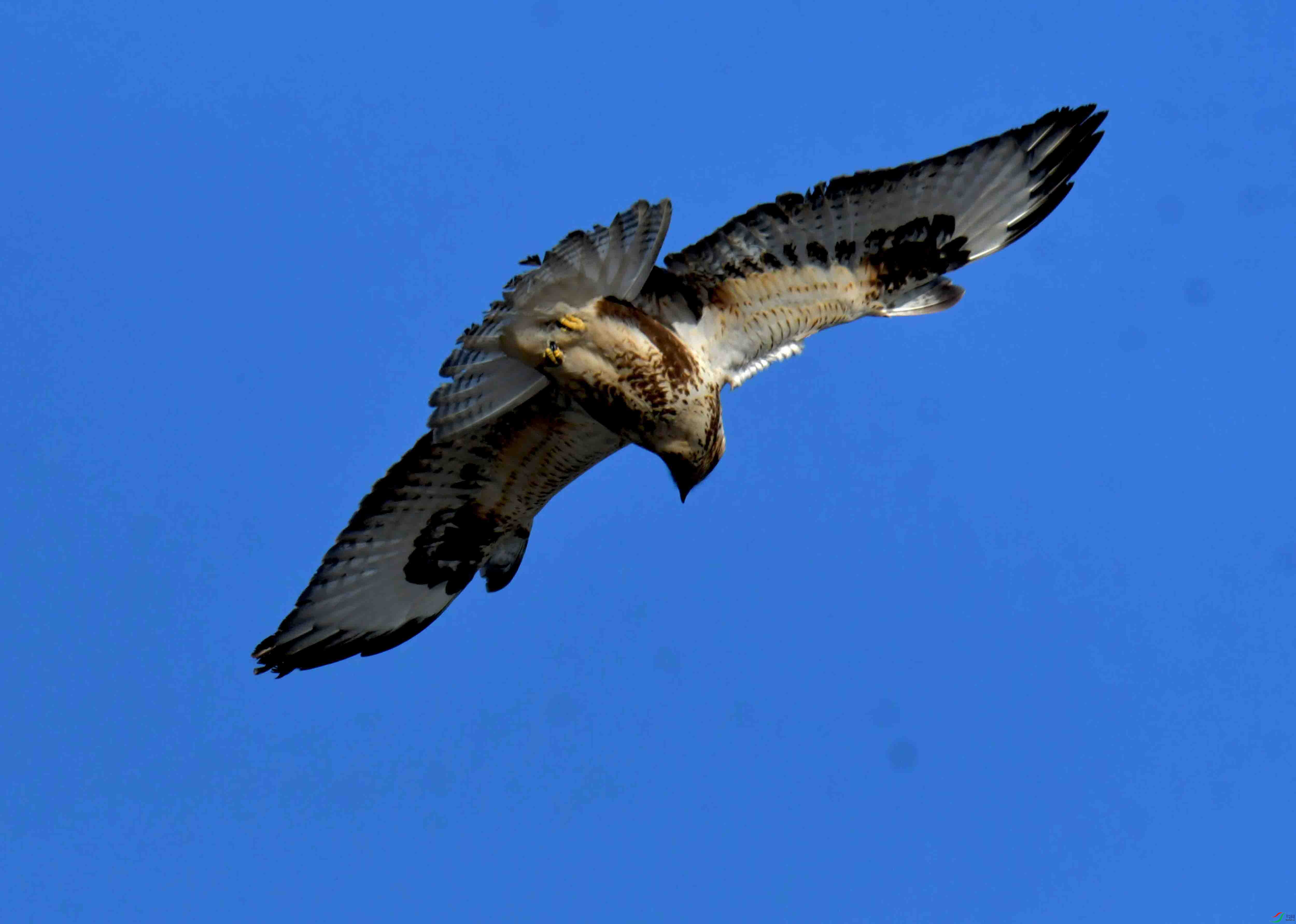 DSC_2696.JPG