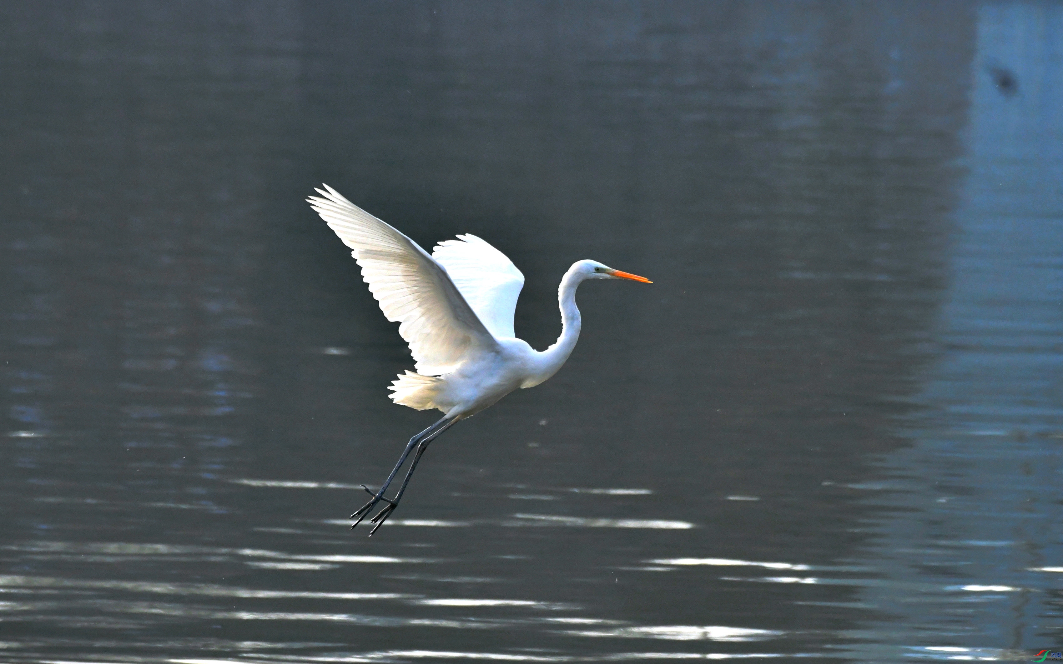 DSC_9230.JPG