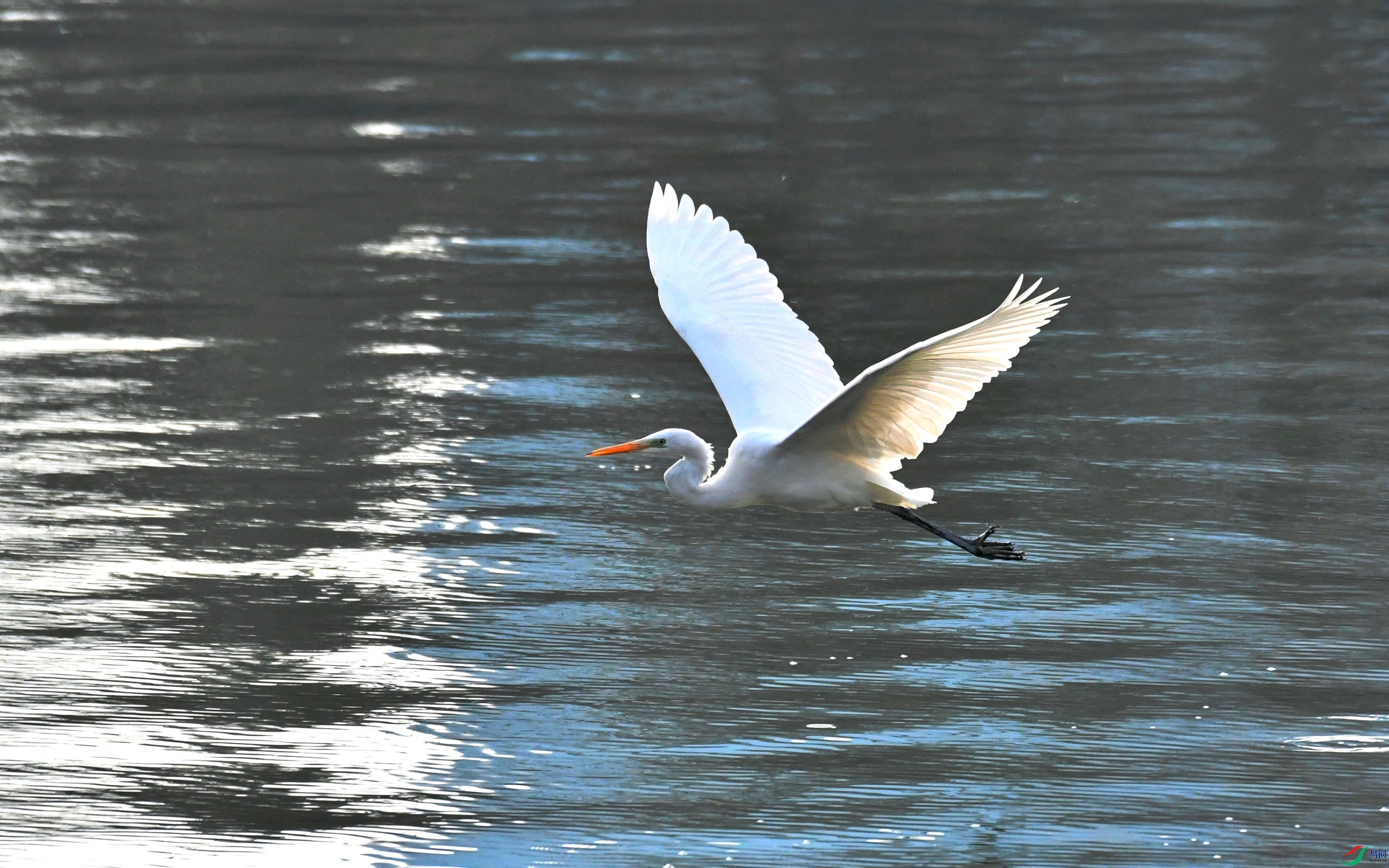 DSC_9250.JPG