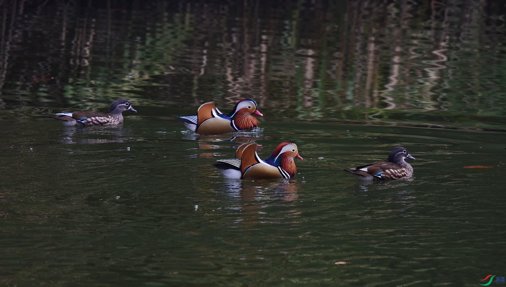 D8I_0921.jpg