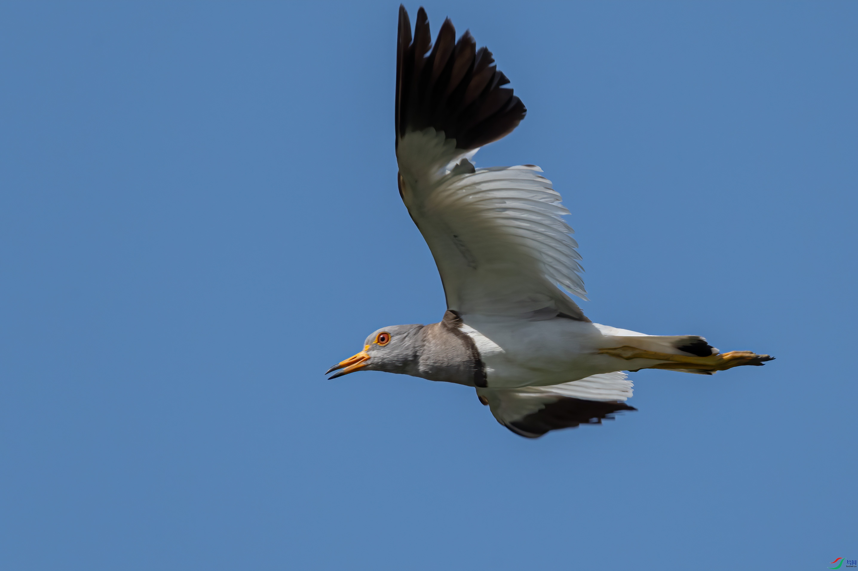DSC_2323.jpg