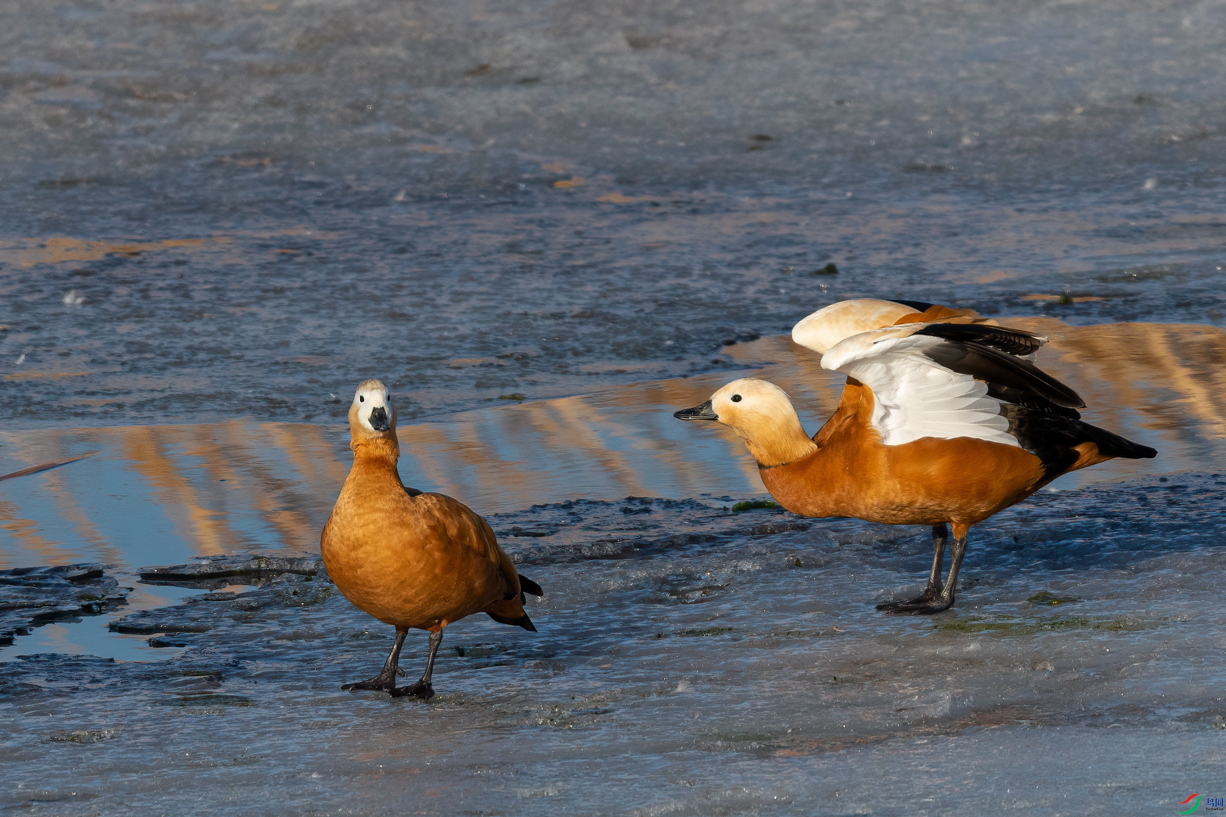 DSC_2364.jpg