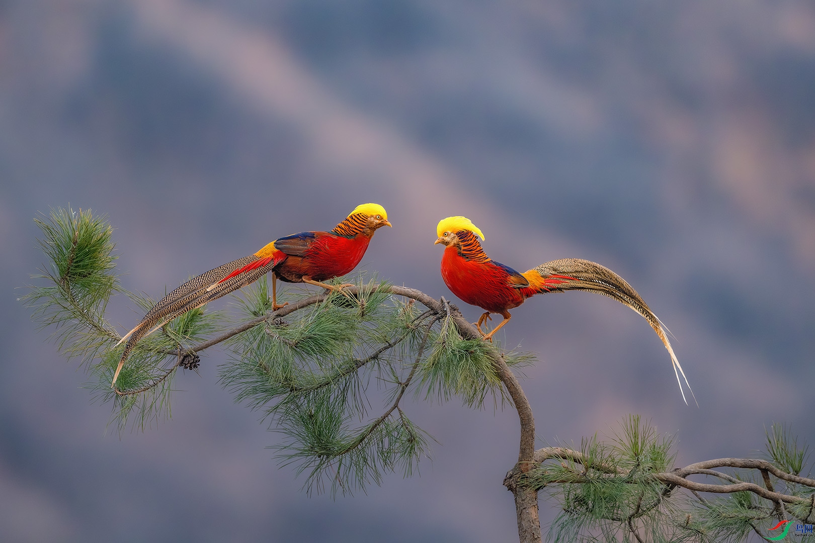 _DSC2742-����ǿ-NR С.jpg