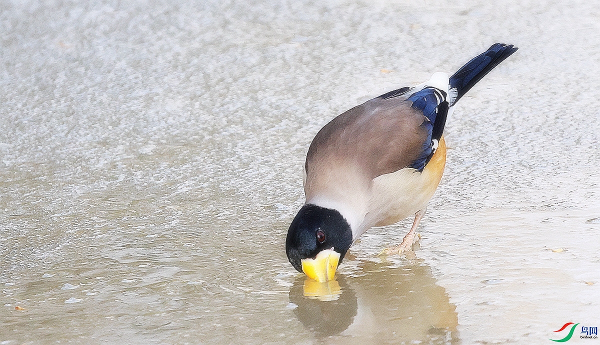 1P3A8153.JPG
