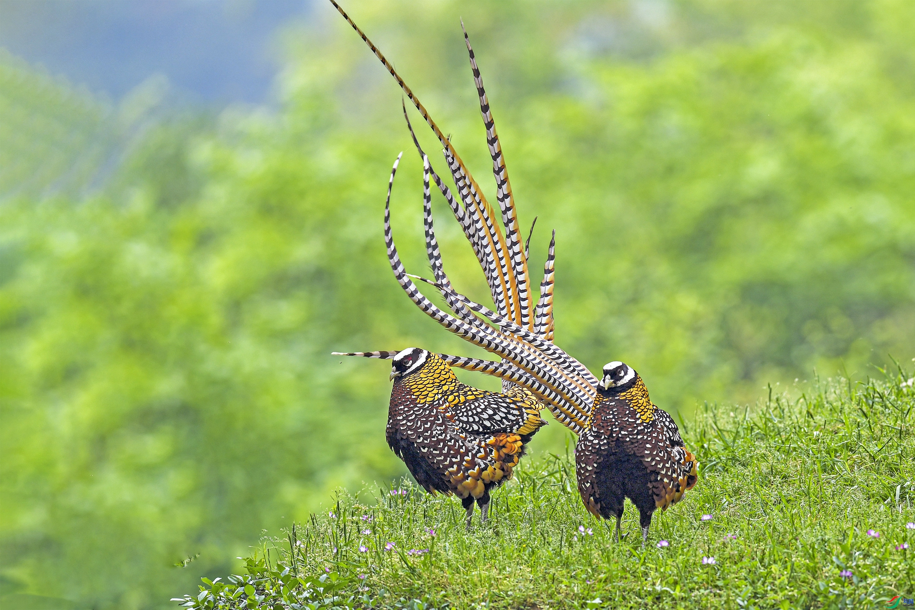 �׹ڳ�β��  ���� wh�ϳ� ����.jpg