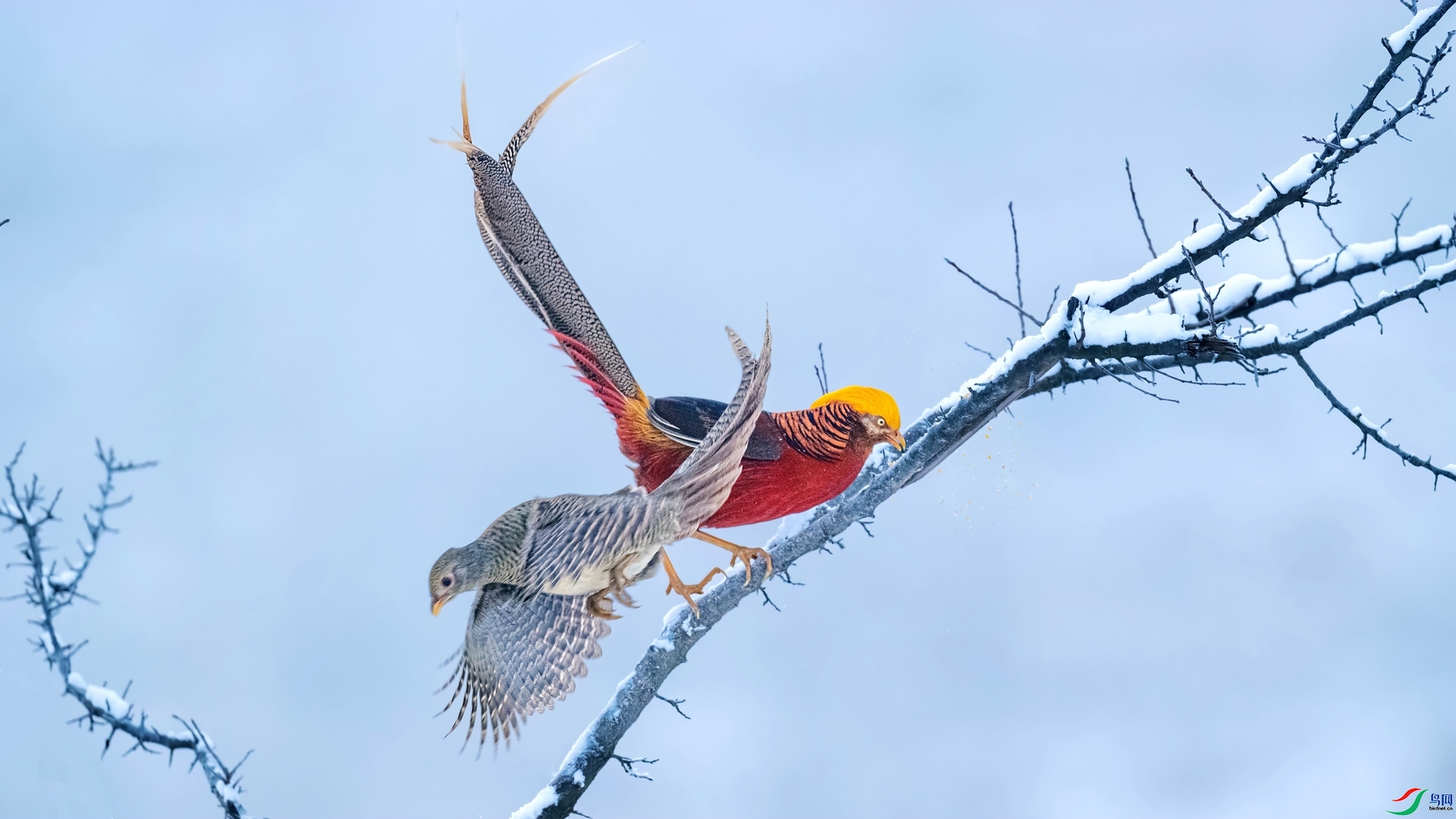 ��ѩ���� ���� СС�ո� ����.jpg