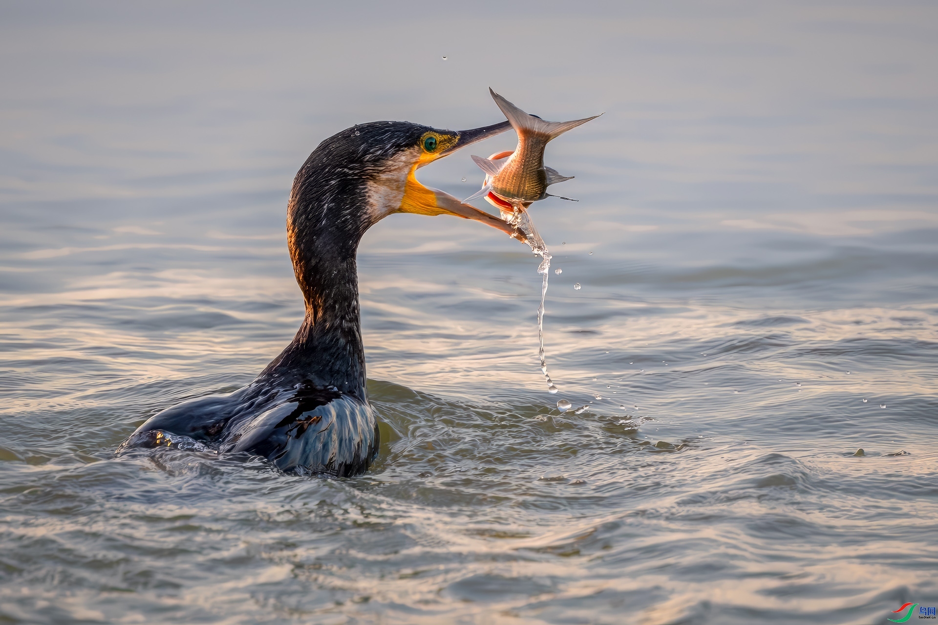 �������࣬˳��˳��  ���� ����.jpg