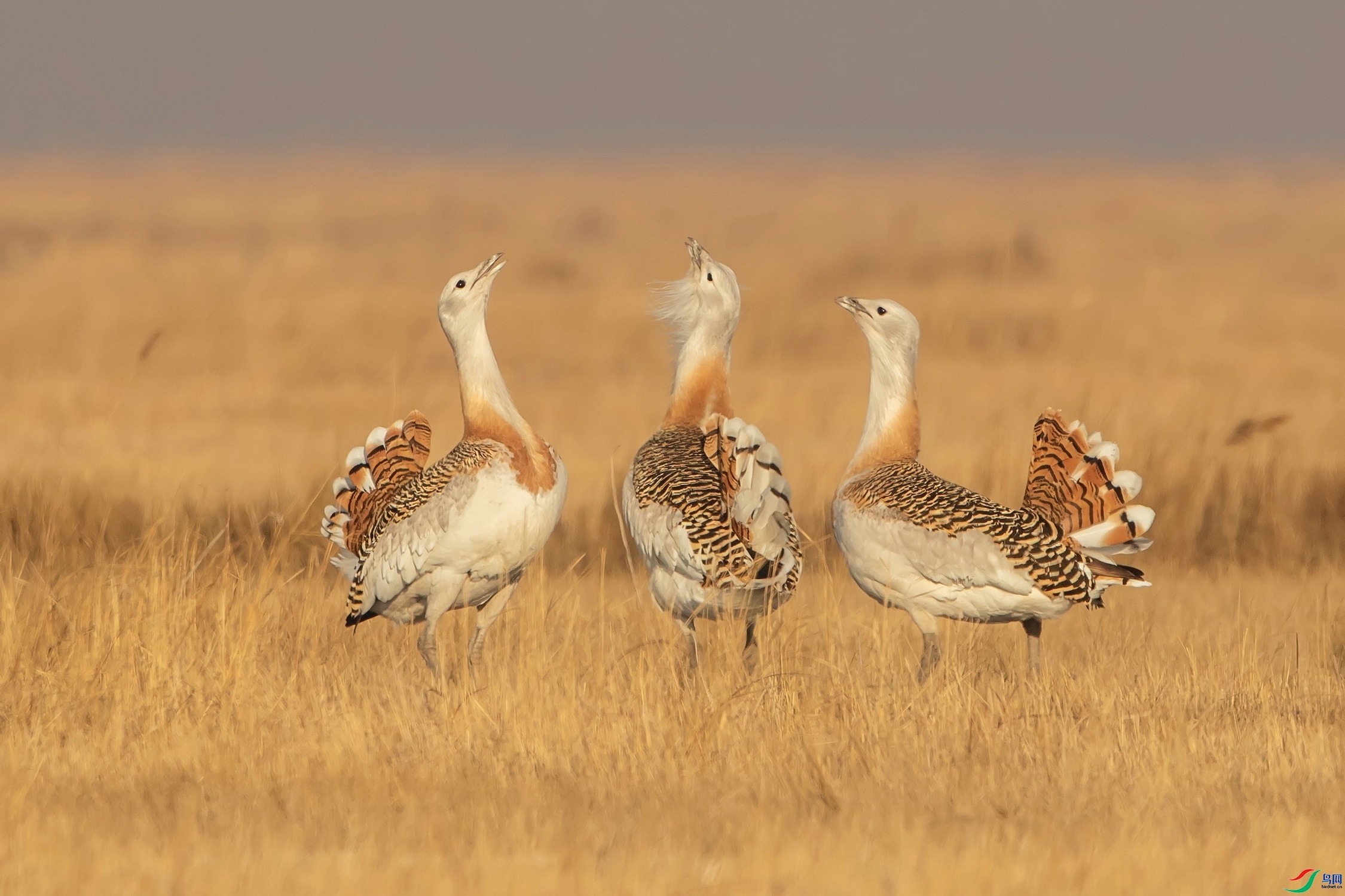 ���� ���� ��ʯ ����.jpg