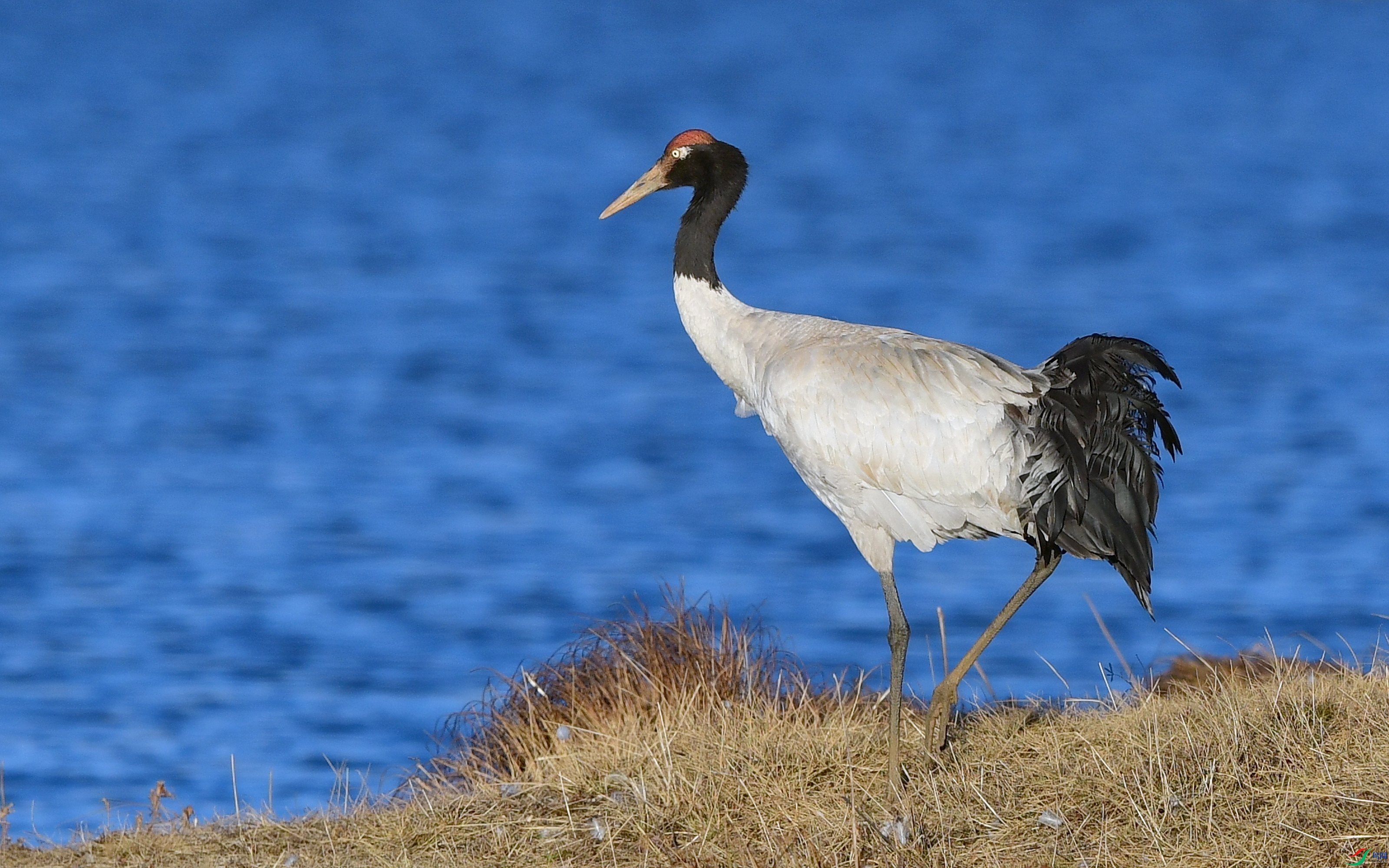 DSC_6126_conew2.jpg