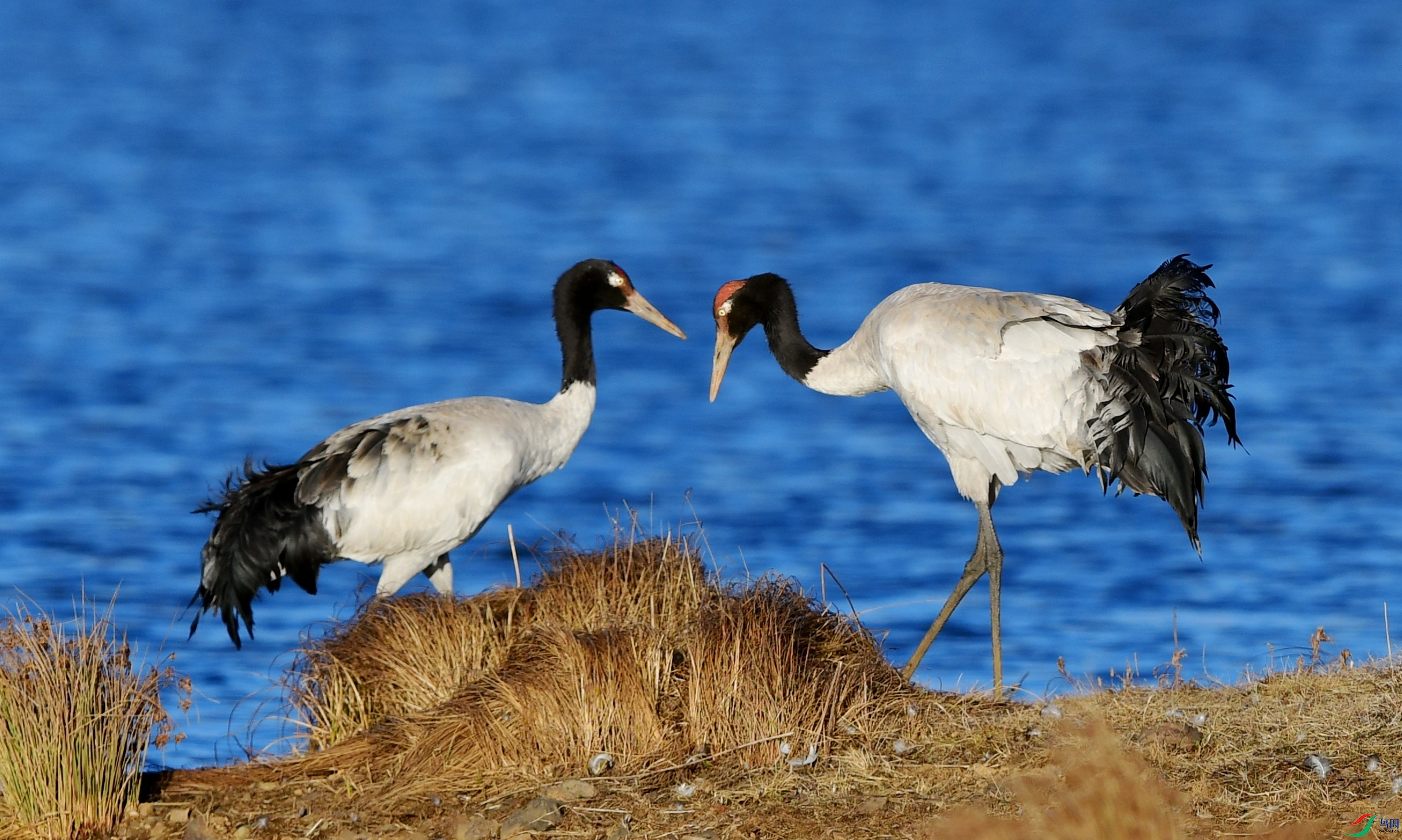 DSC_6132_conew1.jpg
