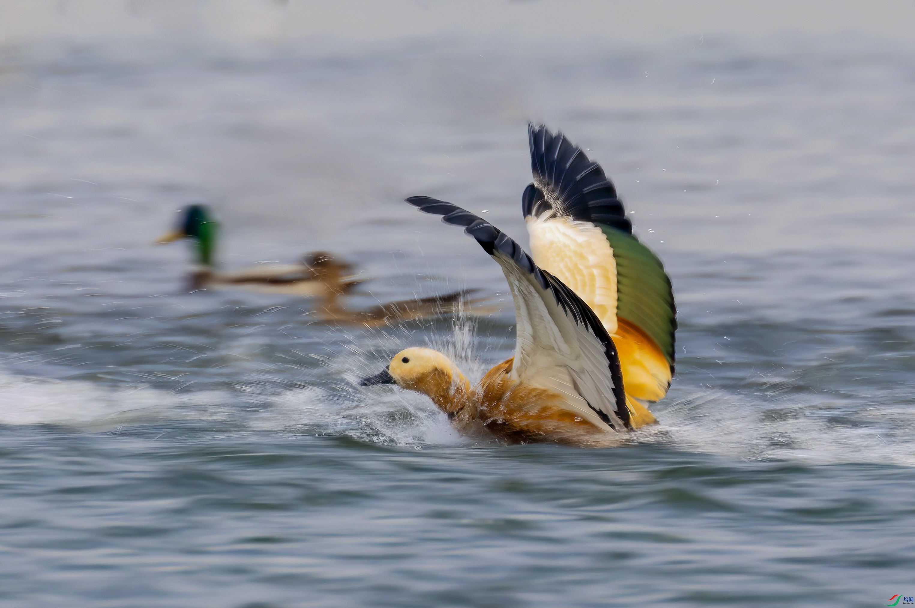 C87A0115 ����.jpg