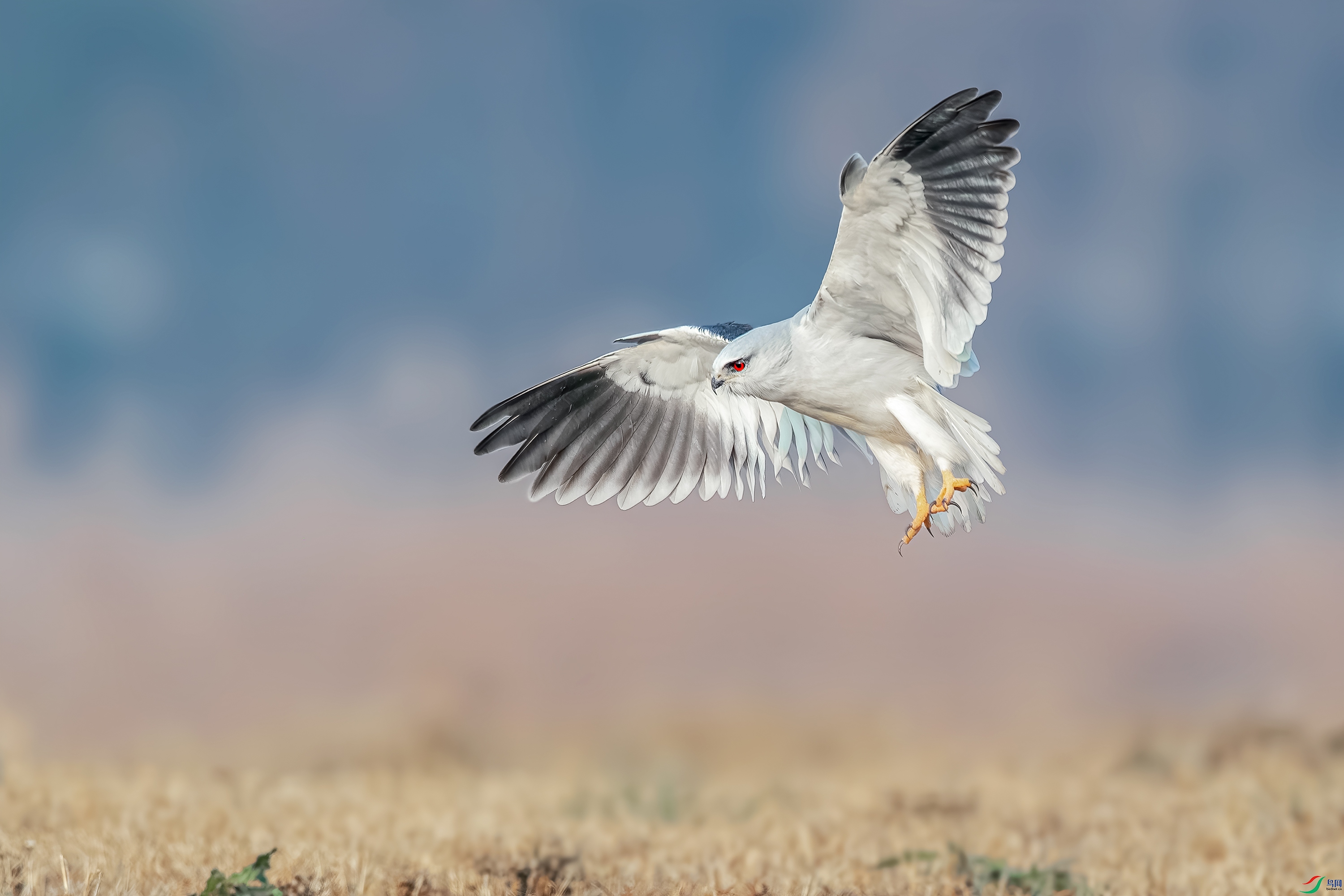 CQ0I3715n.jpg