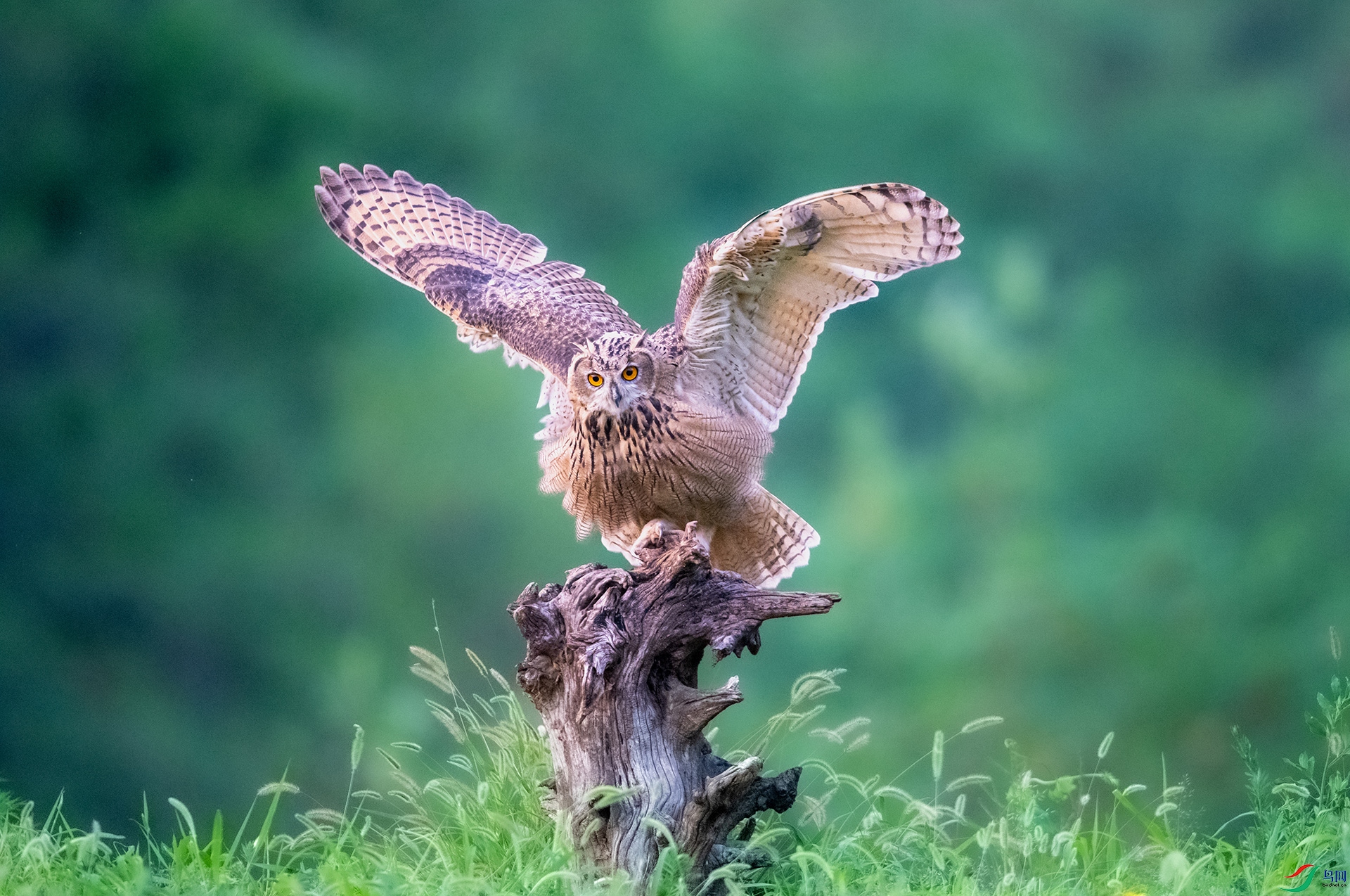 DSC_6853-2.jpg