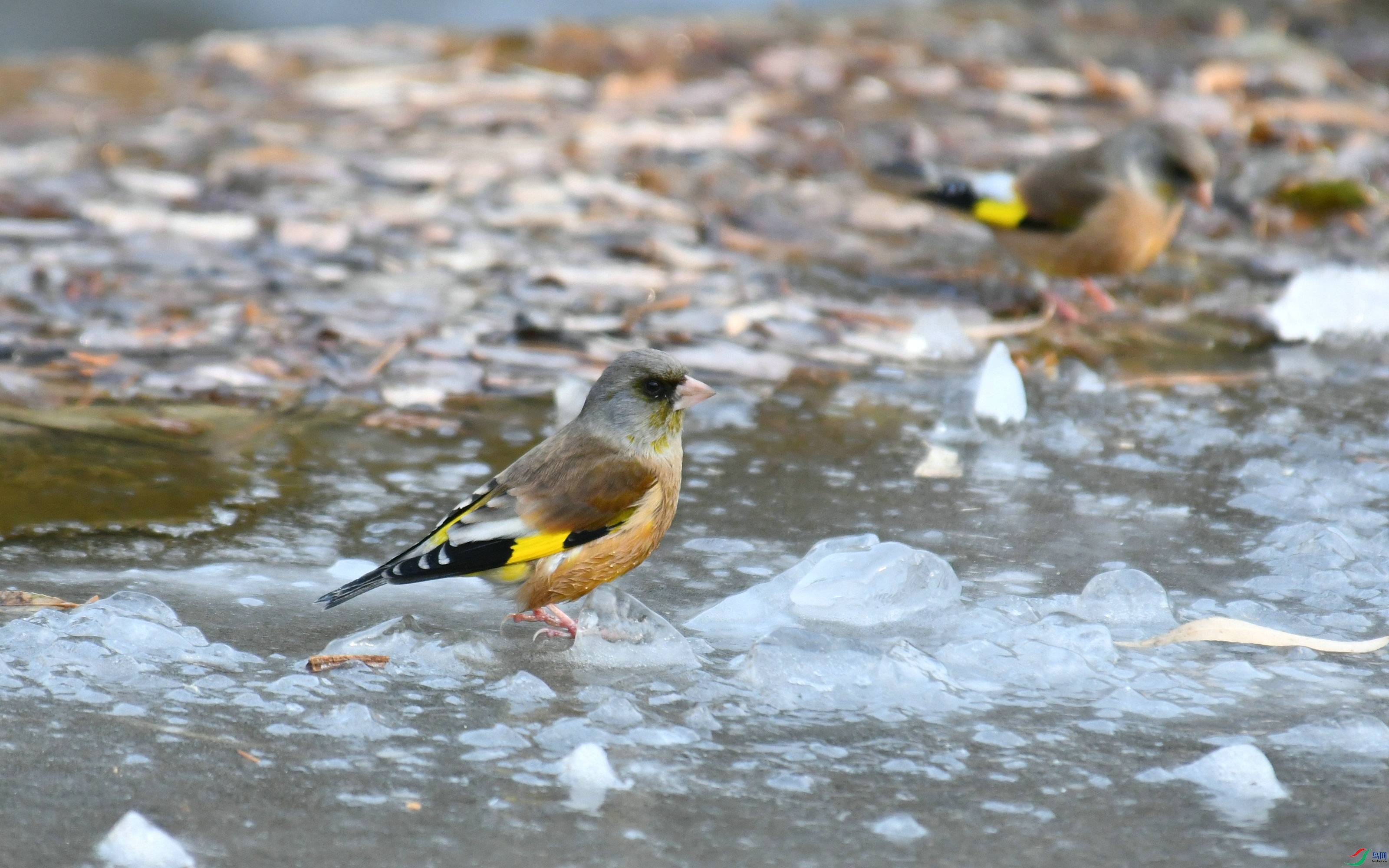 DSC_0087.JPG