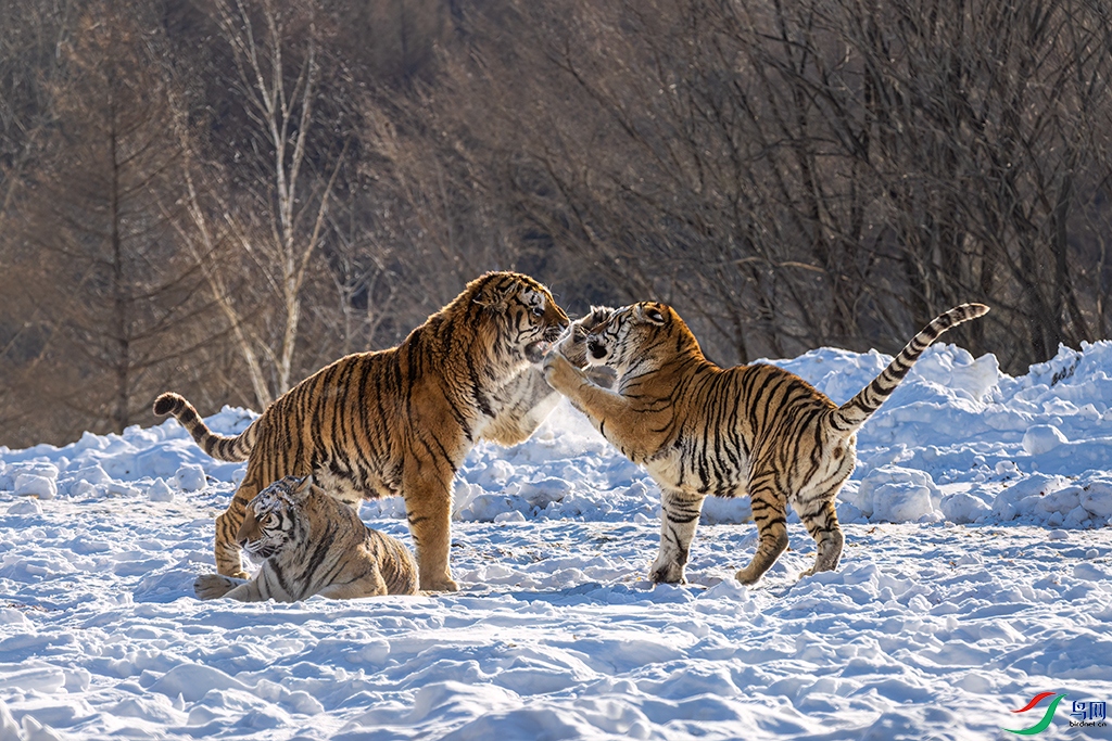 hljhlR231214 (2539).jpg