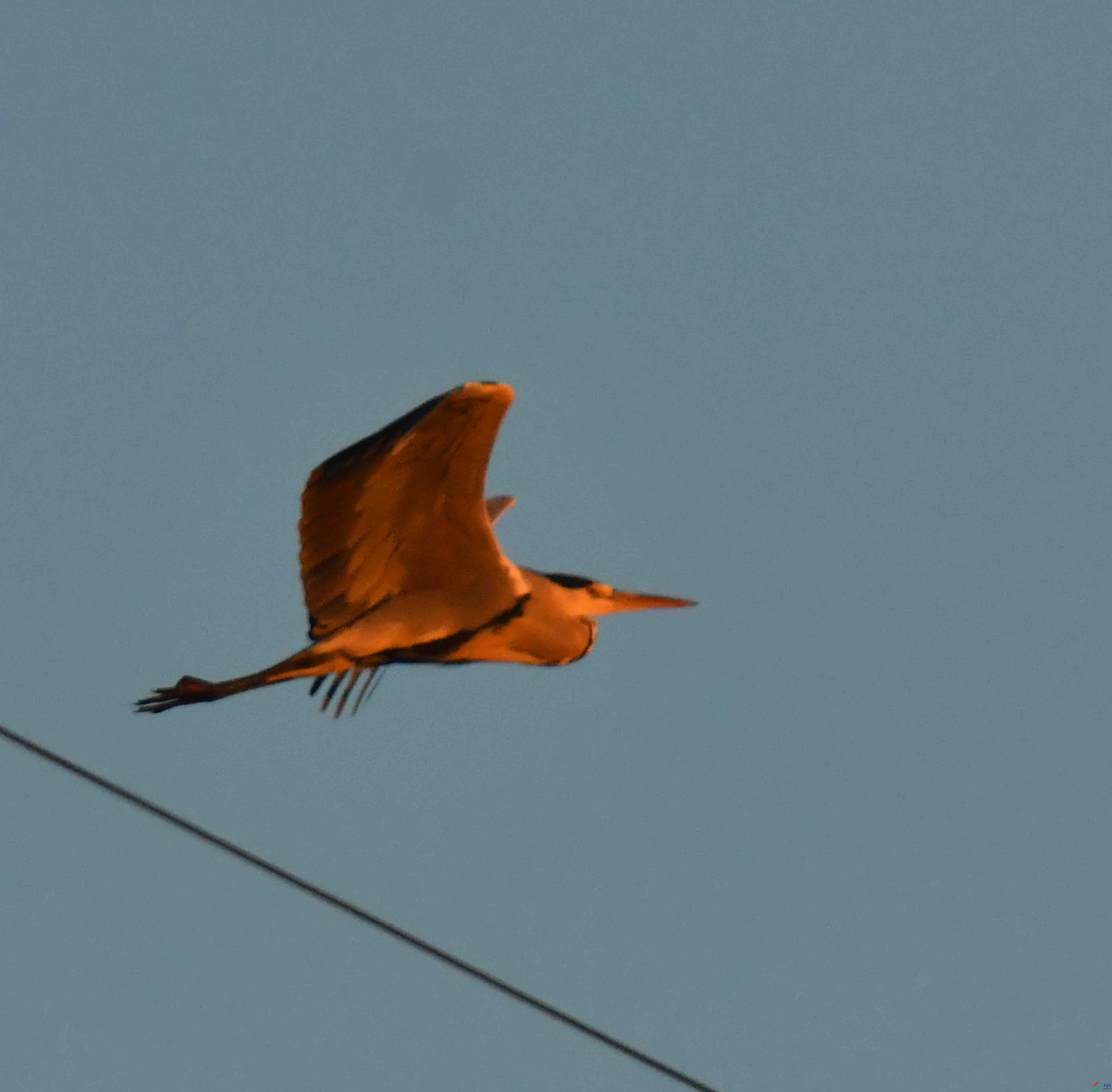 DSC_1805.JPG