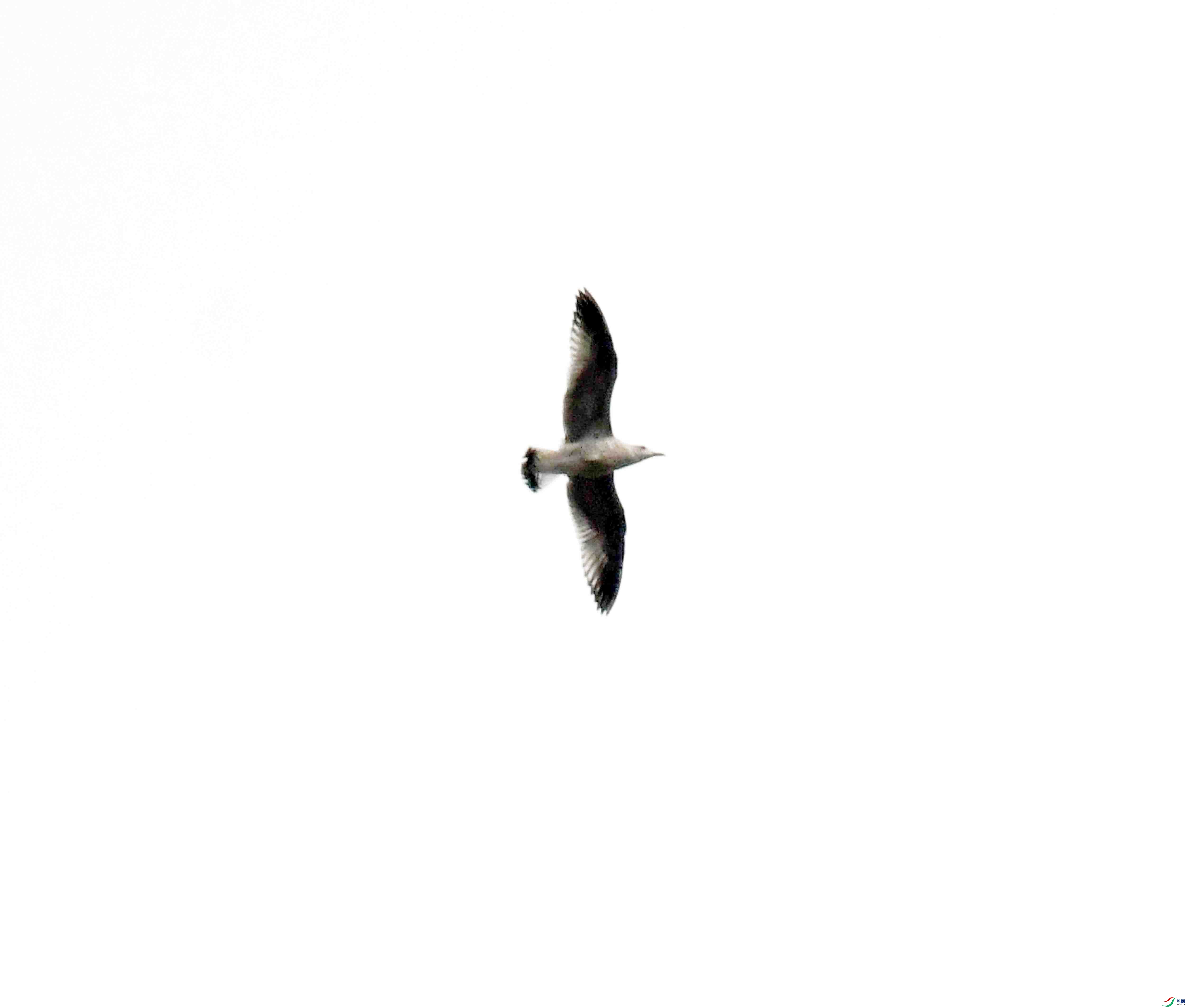 DSC_7687.JPG