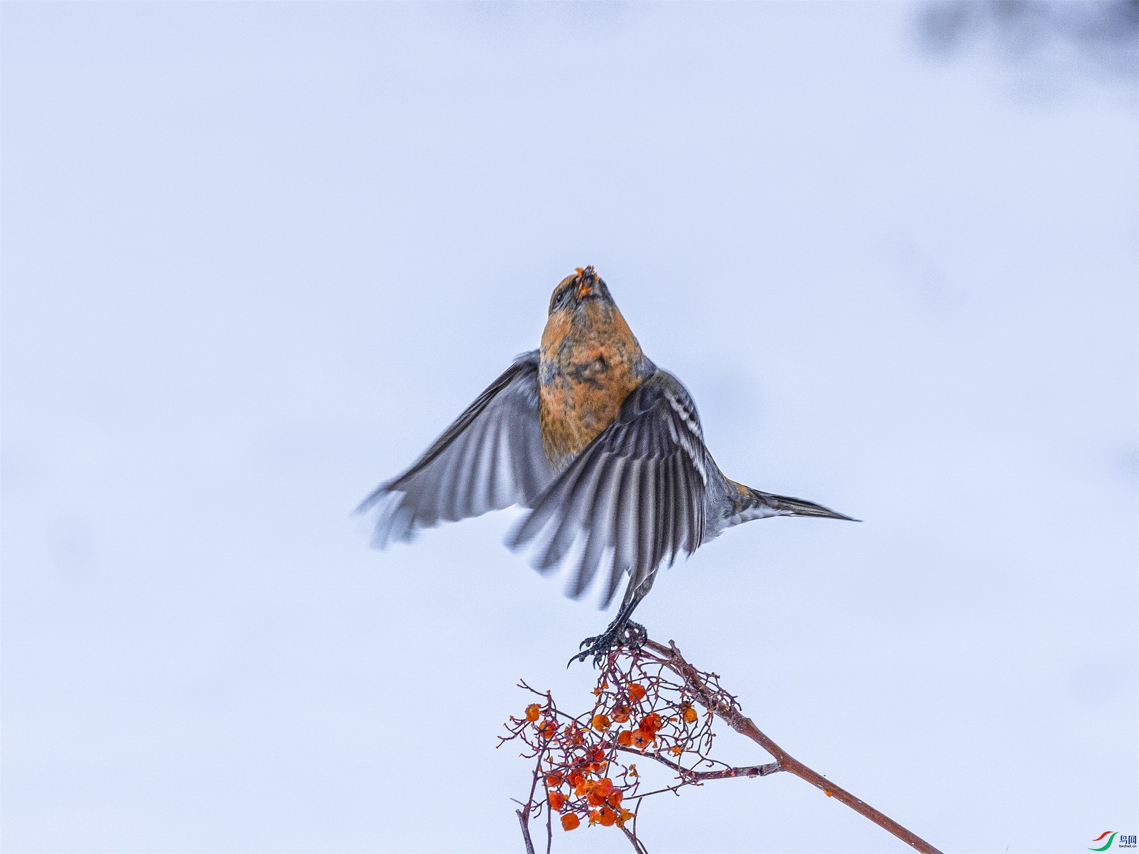 1K3A3172 ����1.jpg